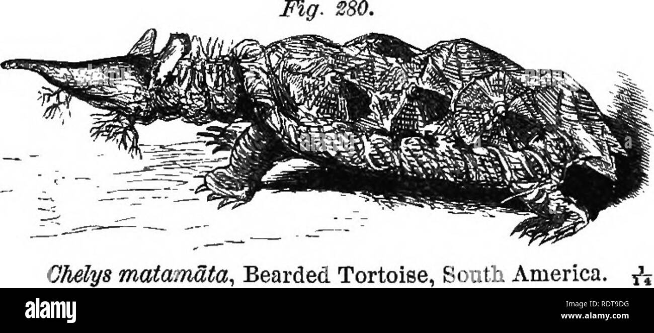 . Fourteen weeks in zoology. Zoology. Chelpdra t Eiver Tortoise, &quot; Snapping Turtle.&quot;. matamata. Bearded Tortoise, South America. ^. and the grotesque member of this aquatic family. Its flesh is highly prized. Trionychidae.*—The Fierce Trionyx is destructive to * For an interesting account of the great fresh-water tortoise read Bates's &quot; The Naturalist on the Amazon.&quot; 8. Please note that these images are extracted from scanned page images that may have been digitally enhanced for readability - coloration and appearance of these illustrations may not perfectly resemble the or Stock Photo