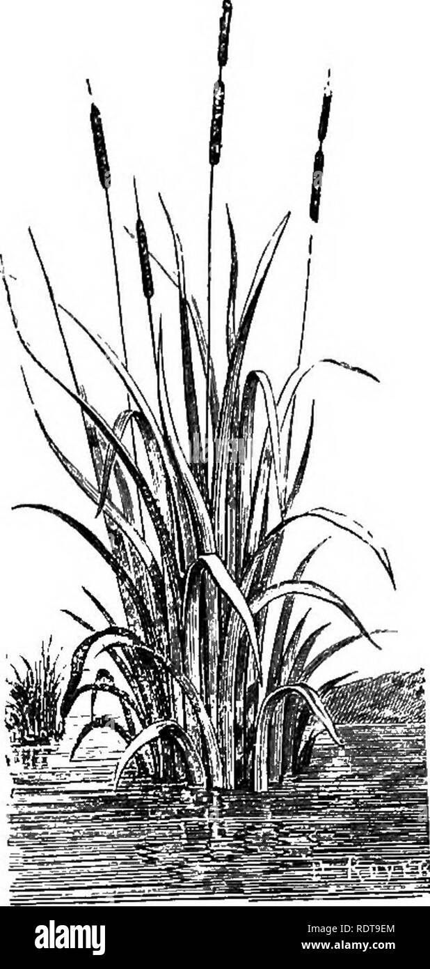 . The parks and gardens of Paris, considered in relation to the wants of other cities and of the public and private gardens; being notes on a study of Paris gardens. Gardening; Gardens; Parks. Bur-reed iSfarganium ramosmn). Reed-mace (Typha latifolia). &quot; Grass &quot; of which may be directly used for tying, the leaves of the New Zealand Flax (Phormium tenax) are very largely employed for that purpose about Paris. This plant is grown everywhere for room-decoration. The long leaves being produced m great abun- dance, the old leaves that are cut away should be preserved, thus securing a stro Stock Photo