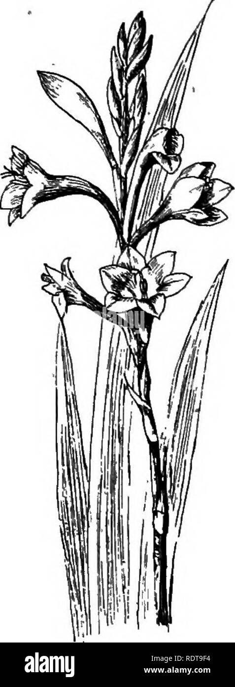 . The bulb book; or, Bulbous and tuberous plants for the open air, stove, and greenhouse, containing particulars as to descriptions, culture, propagation, etc., of plants from all parts of the world having bulbs, corms, tubers, or rhizomes (orchids excluded). Bulbs (Plants). WATSONIA THE BULB BOOK WATSONIA spike {Bot. Mag. t. 600; Fl. d. Serr. t. 107).. Fio. 338.—Watsonia amgusta. W. breTlfolia has narrow, pointed, distichous leaves, those on the stems being spathe-like. The scarlet flowers appear about May and June in one or two rows on the spikes. (Bot. Mag. t. 601.) W. cocctnea.—A fine plan Stock Photo
