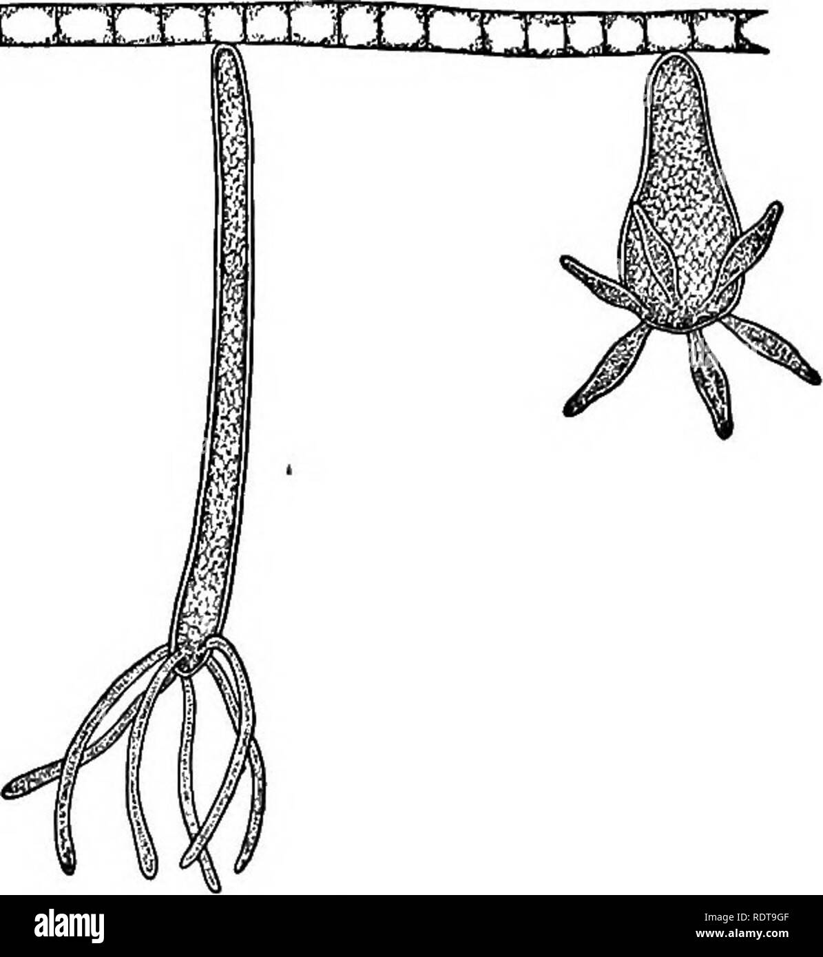 . A laboratory guide for beginners in zoology. Laboratory animals. T1..J rr T T' r 11 -i. t ;i. The Hydra. Magnified. Bring in from various situations in ponds or sluggish streams small quantities of water-weeds, — as Nitella, Spirogyra, or Vaucheria, — collecting them with a small quantity of water in jars or cans, and labelling each so as to know where it came from. Place the material of each collection in a jar of clear water near a window, and let it stand for a day or two. Then examine the jar carefully, especially the sides near the window, for hydras. In this a reading glass is very hel Stock Photo