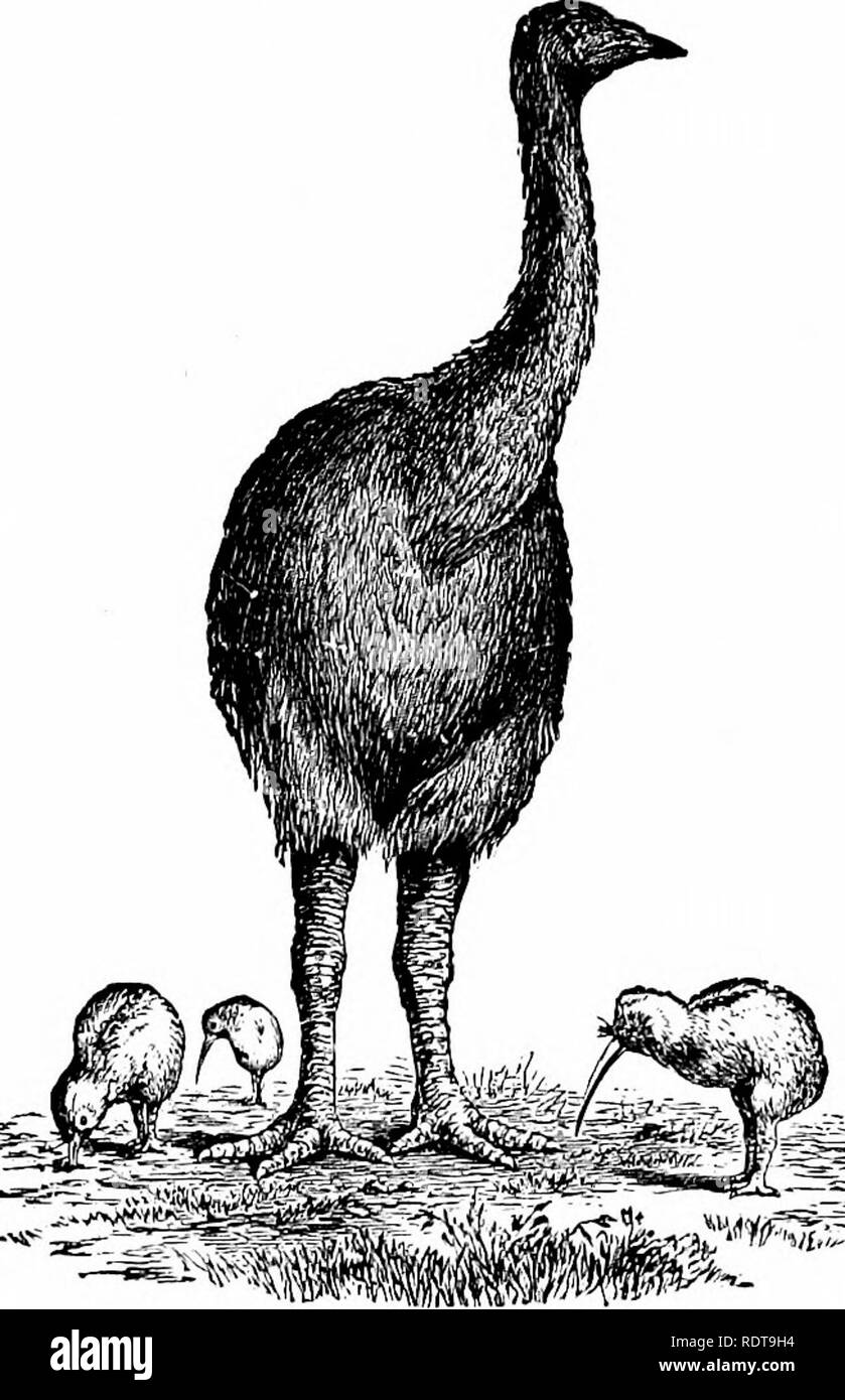 Zoology Zoology The Mo A And Apter7x 7 Sub Class I Ratit General Characters Of Eunning Birds Tlie Kiwi Kiwi The Moa Ciissowiu Y And Ostrich Differ From Other Birds In The Smooth Uiikeoled Sternum And