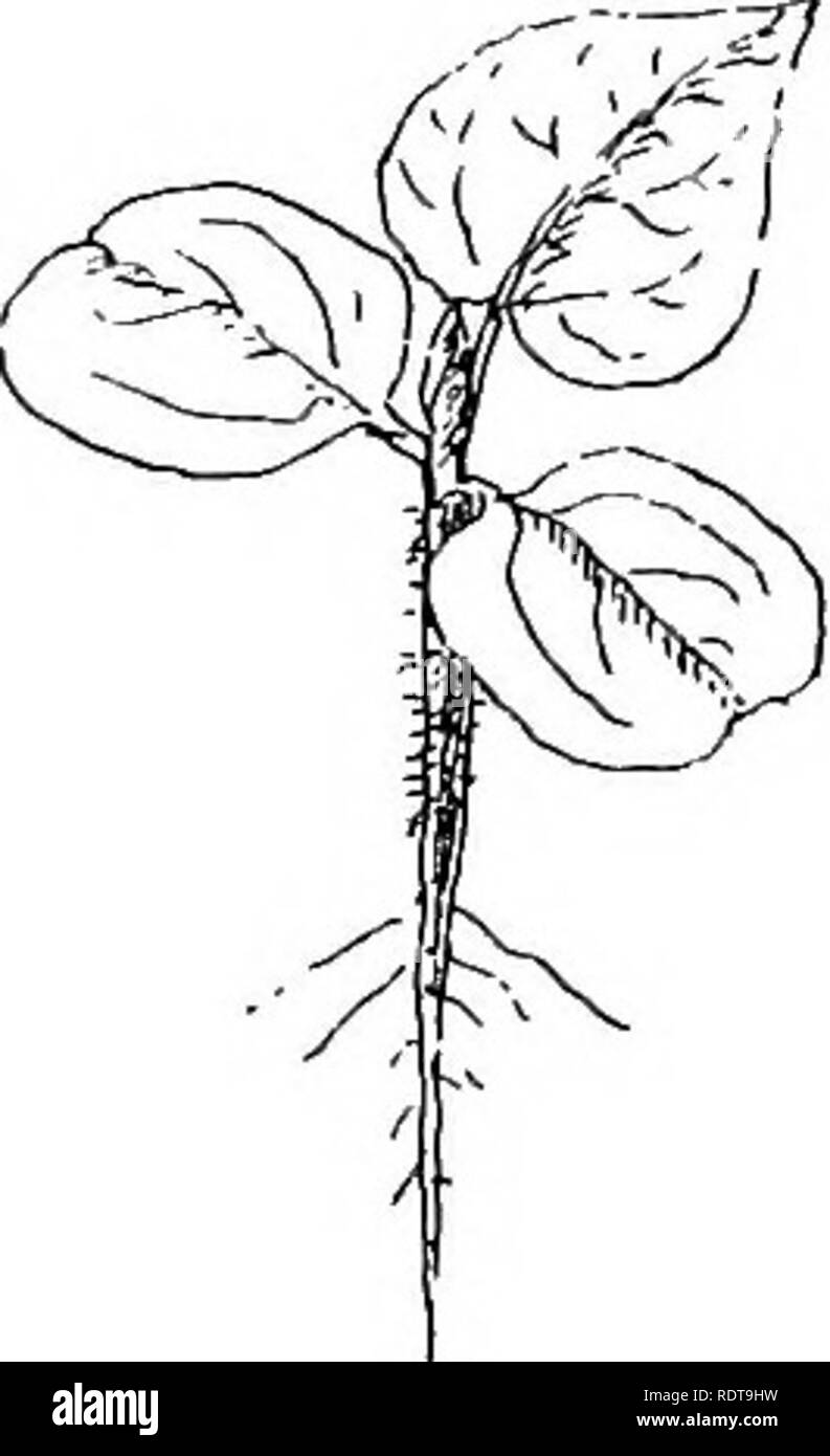 Climbing Roots Drawing