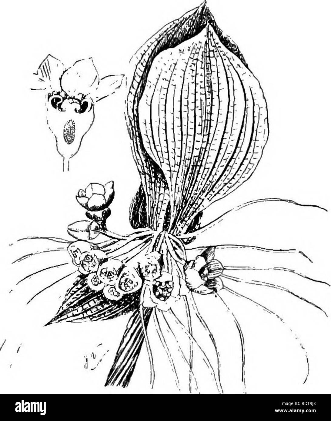 . The bulb book; or, Bulbous and tuberous plants for the open air, stove, and greenhouse, containing particulars as to descriptions, culture, propagation, etc., of plants from all parts of the world having bulbs, corms, tubers, or rhizomes (orchids excluded). Bulbs (Plants). STKINGODEA THE BULB BOOK TACCA STRINGODBA {syringodes, fistular; in allusion to the slender perianth- tube). Nat. Ord. Irideae.—Out of the seven species in this genus the only one worth notice is— S. pulchella.—^A pretty little South African plant with roundish bulbs about 5 in. thick, sickle - shaped bristle-like leaves,  Stock Photo
