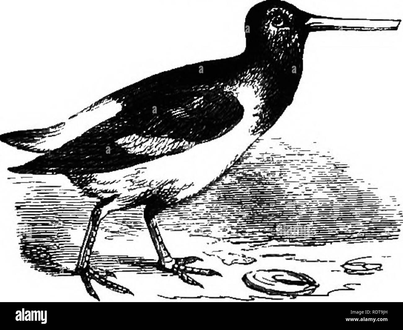 Scooping fish Black and White Stock Photos & Images - Alamy