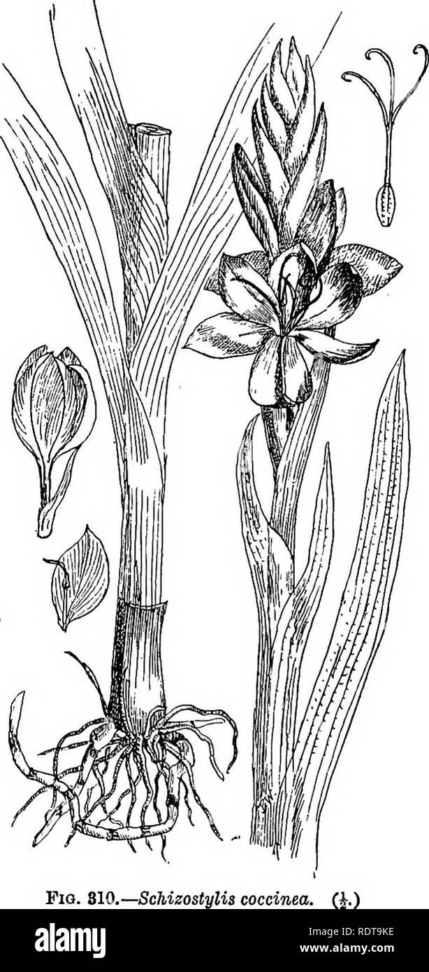. The bulb book; or, Bulbous and tuberous plants for the open air, stove, and greenhouse, containing particulars as to descriptions, culture, propagation, etc., of plants from all parts of the world having bulbs, corms, tubers, or rhizomes (orchids excluded). Bulbs (Plants). SCILLA THE BULB BOOK SCILLA —A large genus of herbaceous plants, with tunicated bulbs, more or less strap-shaped leaves, and six-petalled flowers borne on simple leafless scapes.. Pig. 810.—ScMzostylis coccinea. Most of the Scillas are perfectly- hardy, but there are several which require the protection of a cold frame or  Stock Photo