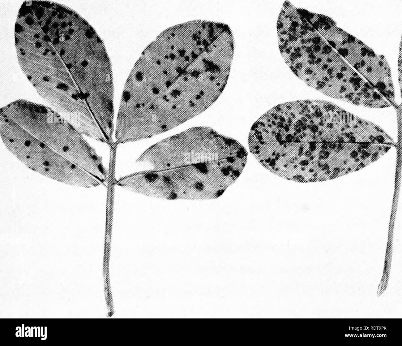 . The Peanut, the unpredictable legume; a symposium. Peanuts; Peanuts. PEANUT DISEASES 273 At maturity early leafspots are reddish-brown to black, and lighter brown to tan with less distinct halos on the lower surface. Late leafspots are soon very dark brown to almost black on both surfaces. Cushions of conidiophores are formed at first only on the upper sur- face in early leafspot, but sometimes form on the lower surfaces of older spots. In late leafspot, however, conidiophores are almost always confined to the lower leaf surfaces, and the cushions of tufts usually are in plainly visible conc Stock Photo