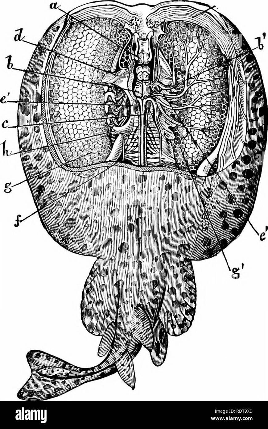 Zoology. Zoology. 148 ZOOLOGY. electrical ray is disturbed by the toncli of  any object, the impression is conveyed by the sensory nerves to the brain,  exciting there an act of the