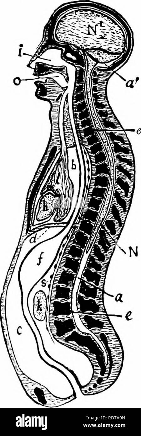. Zoology. Zoology. 134 zooLoar.. Fig, 174.—SiOe view of the vertebral coluiiin or back-bone of man. From Martin. FiG. 175.—Diaprrammatic longitudinal section of tlie body, a, the neural tube, with its upper enlargement in the skull cavity at a'; N, the spinal cord; N', the brain; ee, vertebras forming the solid partition between the dorsal and ventral cavities; b, the pleural, andc. the abdominal divisions of the ventral cavity, separated from one another by the diaphragm, d; i, the nasal, and o, the mouth chamber, opening behind into the pharynx,from whicli one tube leads to the lungs, I, an Stock Photo