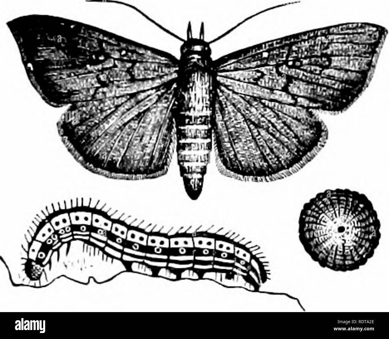 . Zoology. Zoology. 128 Z00LOO7. size and very long tongue. The butterflies diSer from the moths in having knobbed an- tenna, while their chrysalides are often ornamented with golden or silver}^ spots. Order IG. Ilyriieno])tera.— The bees stand at the head of the insect series in jierfection of parts, especially those of the mouth. Fig. i65.-EgK, caterpillar,and moth ^he Hymmwptera are repre- ot Aw.mis xuiiua, the cottoD sentcd bv the saw-flics, the gall- Army-worni. -^ ^ o files, the ichneumon-fiies and the ants, the sand-wasps, mud-wasps, paper-making wasps, and bees. The lowest family is th Stock Photo