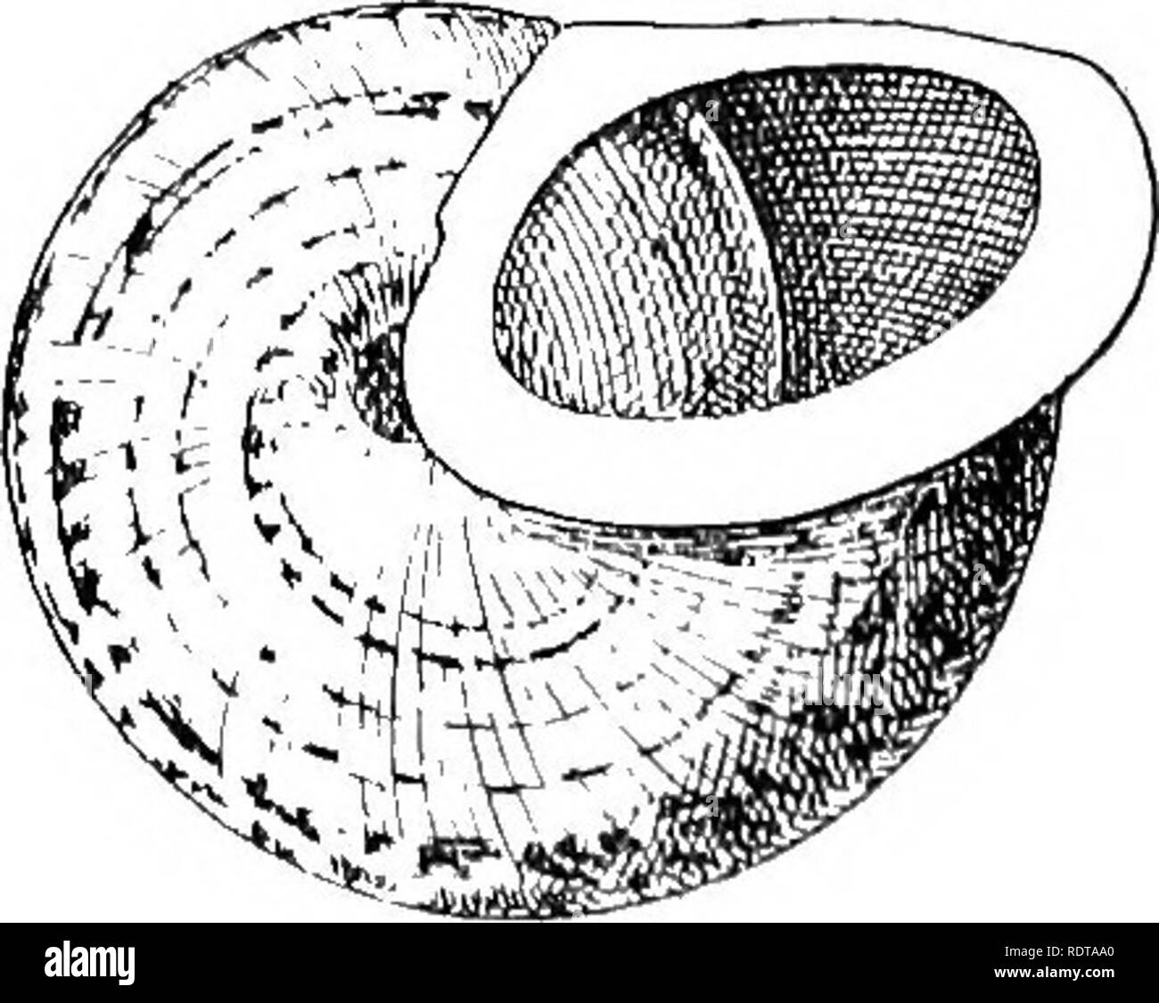 . Mollusca ... Mollusks. Fig. 15.—Cyclophorus affiais. The specimen figured is in the British Museum Collection. solidiuscula, castaneo-marmorata, baud nitida, vix carinata. Please note that these images are extracted from scanned page images that may have been digitally enhanced for readability - coloration and appearance of these illustrations may not perfectly resemble the original work.. Blanford, William Thomas, 1832-1905; Godwin-Austen, Henry Haversham, 1834-1923; Gude, Gerard Kalshoven, 1858-; Preston, Hugh Berthon, 1871-. London, Taylor and Francis; [etc. , etc. ] Stock Photo