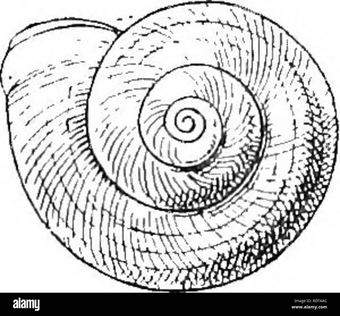 . Mollusca ... Mollusks. . Please note that these images are extracted from scanned page images that may have been digitally enhanced for readability - coloration and appearance of these illustrations may not perfectly resemble the original work.. Blanford, William Thomas, 1832-1905; Godwin-Austen, Henry Haversham, 1834-1923; Gude, Gerard Kalshoven, 1858-; Preston, Hugh Berthon, 1871-. London, Taylor and Francis; [etc. , etc. ] Stock Photo