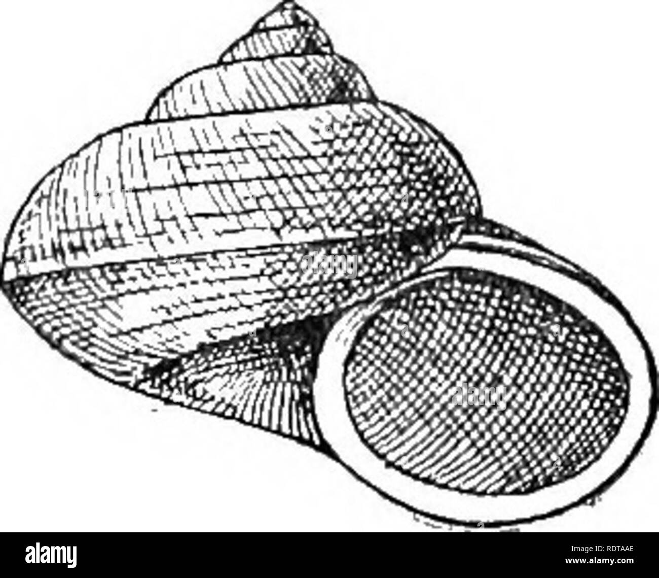 . Mollusca ... Mollusks. CYCLOPHOEUS. 55 &quot; With a general resemblance in form to G. indicus, Desli., it will be at once distinguished by the absence of a keel or acute spiral ribs, by the wider umbilicus, less developed peristome, and more elevated form. The very gradual arcuation of the columellar lip is also an essential character, detracting from the uniformity of the circular aperture. The sinus observable at this part, impinging on the plane of the aperture, is also conspicuous in C. indicus. &quot; A variety occurs in which the shell is of a pale buff colour, darker towards the apex Stock Photo