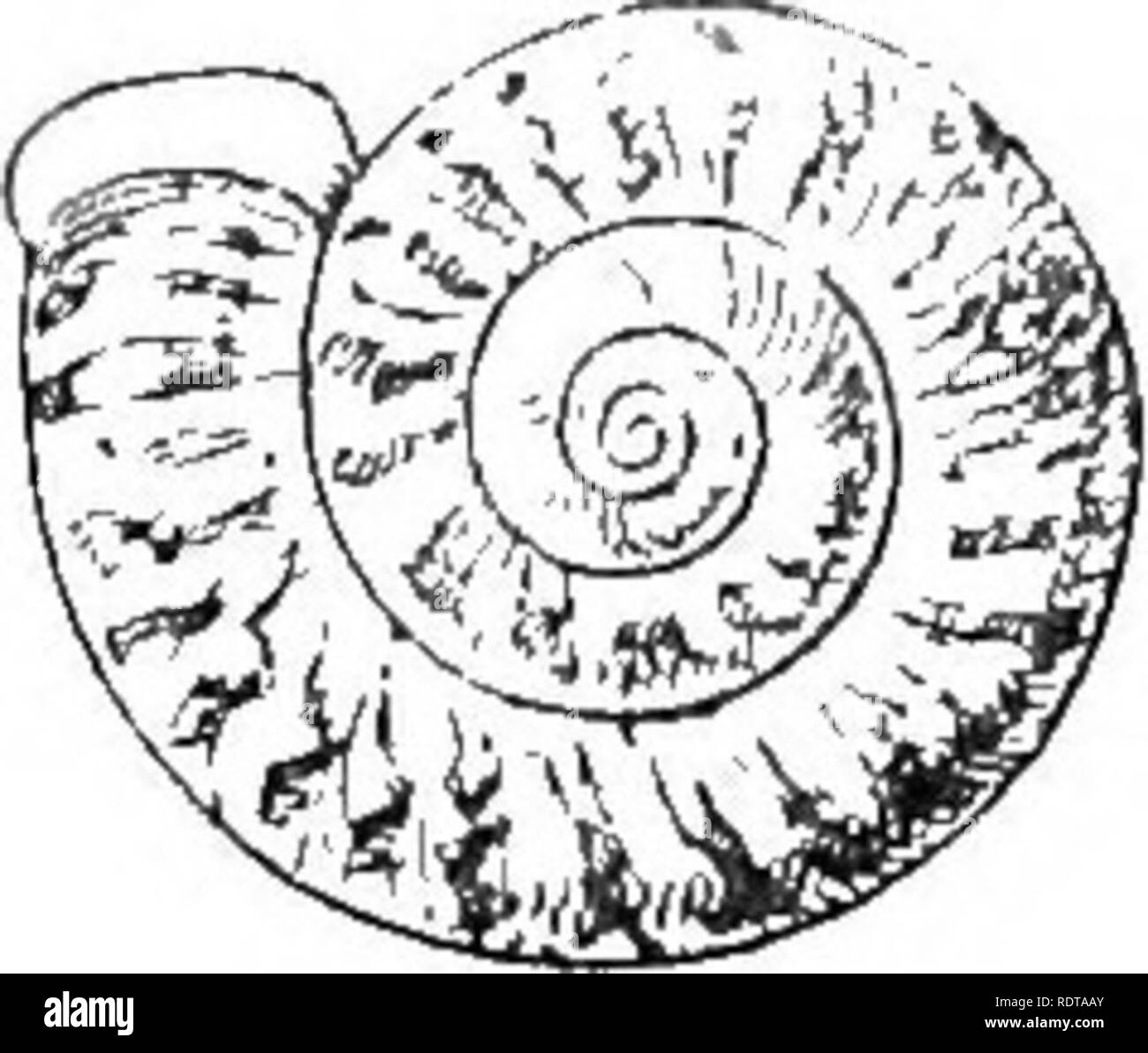 . Mollusca ... Mollusks. 28 OICLOPHOEID^. The author draws special attention to the thick, rough perio- stracum, which forms distant radiating ridges, in addition to the usual spiral striation in many of the species, and states that no other known Ceylon species appears really to approach it. 41. Scabrina calyx, Benson. Cyclophorus calyx, Benson, A. M.N. H. ser. 2, xYii, 1857, p. 228; Theobald, J. A. S. B. xxvi, 1857, p. 247; Pfeifier, Mon. Pneum. Suppl. 1, 1»58, p. 56; id., Novit. Conch, ser. 1, ii, 1860, p. 145, pi. 37, figs. 25 -27 ; lleeve, Conch. Icon, xiii, 1861, Cyclophorus, pi. 20, tig Stock Photo
