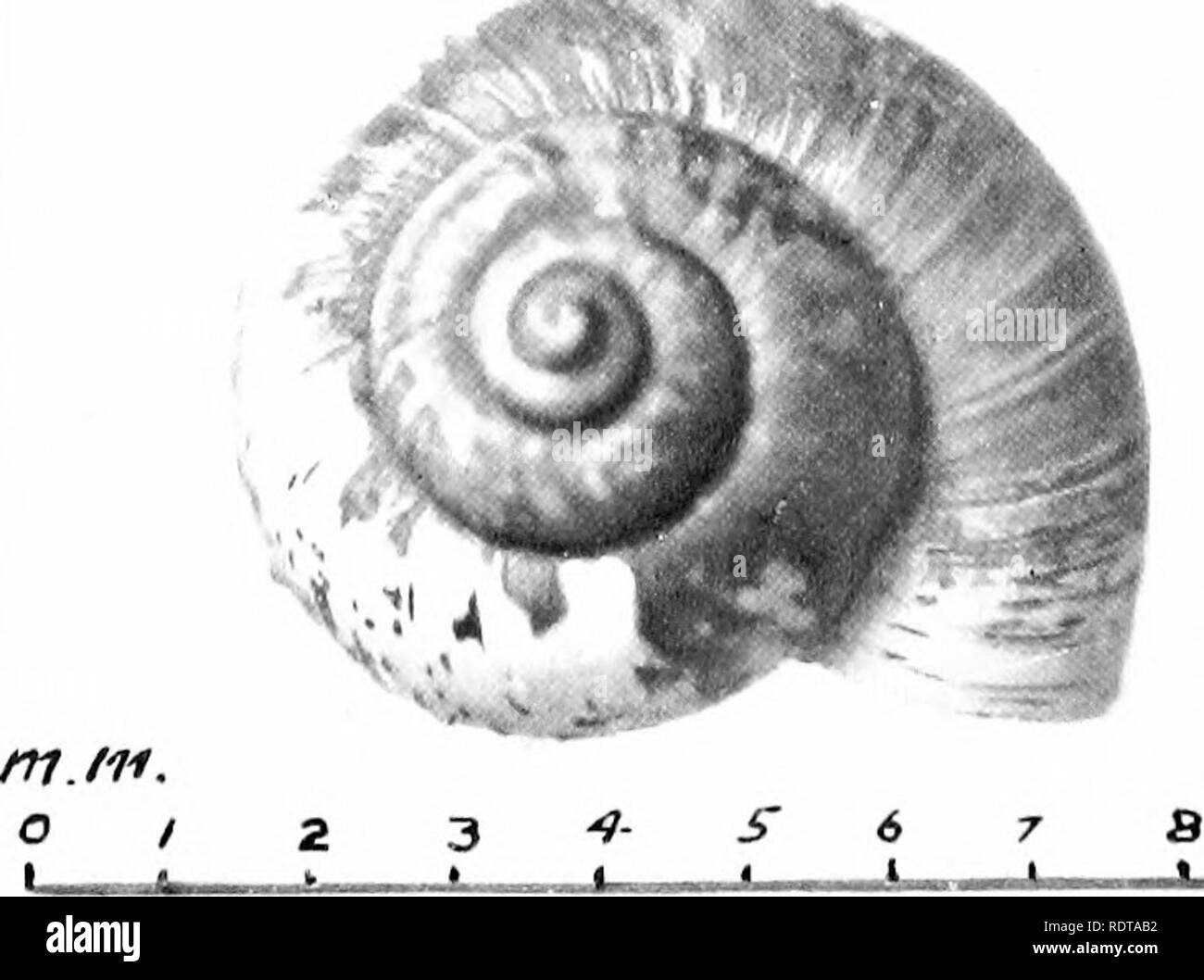 . Mollusca ... Mollusks. Leptopoiuoidcs valvatns.. Please note that these images are extracted from scanned page images that may have been digitally enhanced for readability - coloration and appearance of these illustrations may not perfectly resemble the original work.. Blanford, William Thomas, 1832-1905; Godwin-Austen, Henry Haversham, 1834-1923; Gude, Gerard Kalshoven, 1858-; Preston, Hugh Berthon, 1871-. London, Taylor and Francis; [etc. , etc. ] Stock Photo
