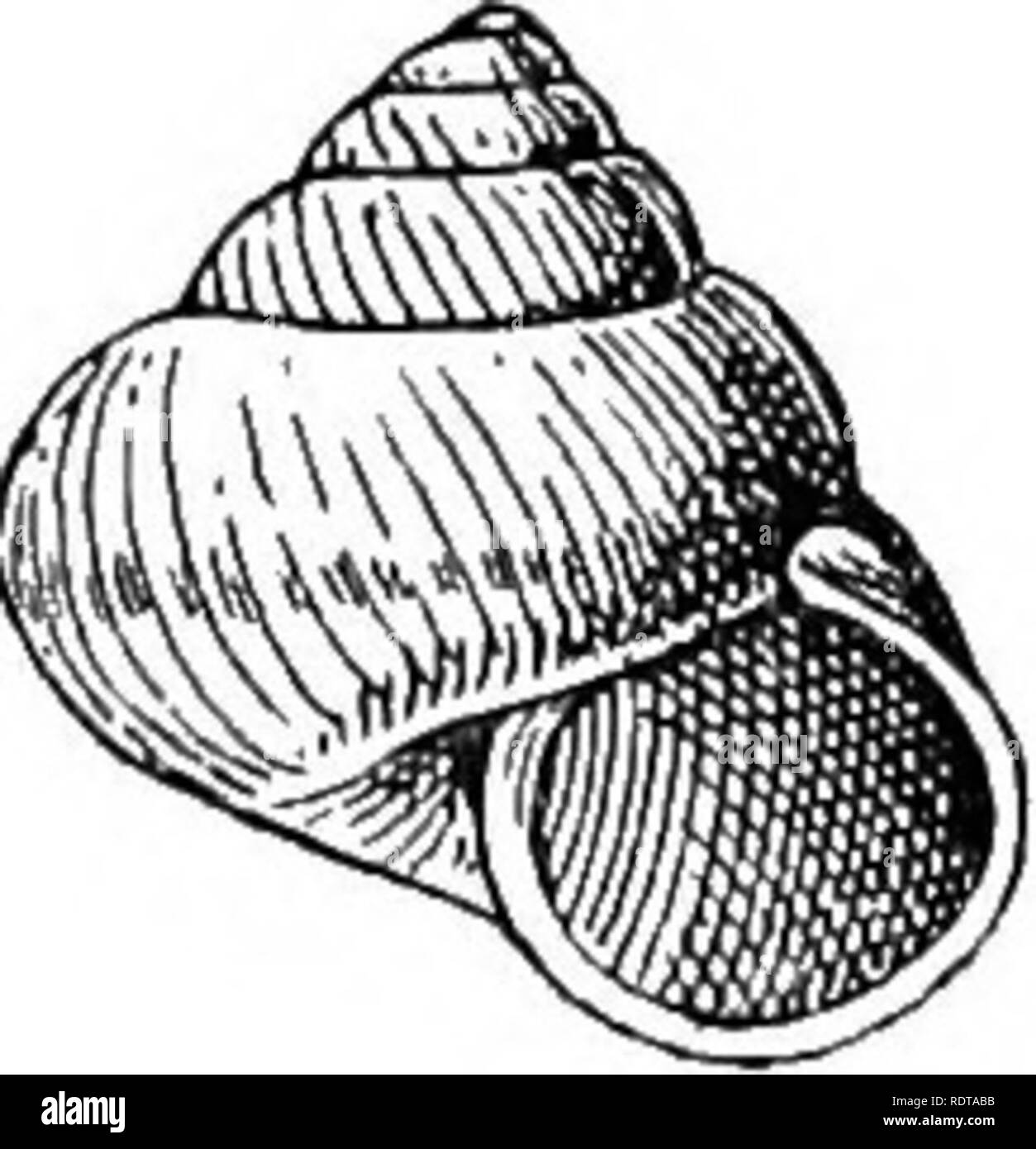 . Mollusca ... Mollusks. 14 OXOLOPHOBIDjB. Original description :—&quot; Shell ovately turbinate, with 5^ convex whorls, the last globosely swollen ; suture distinct; apex acute ; umbilieuB very narrow, much smaller than in any of the other Indian species, almost entirely covered by the peristome ; almost quite smooth, even under a lens, scarcely any trace of spiral sculpture; light brown colour, elegantly flamed with darker brown ; aperture round, with a double peristome, the outer margin very thin, broadly reflected; operculum thin, multispiral, light colour, on the interior side polished an Stock Photo