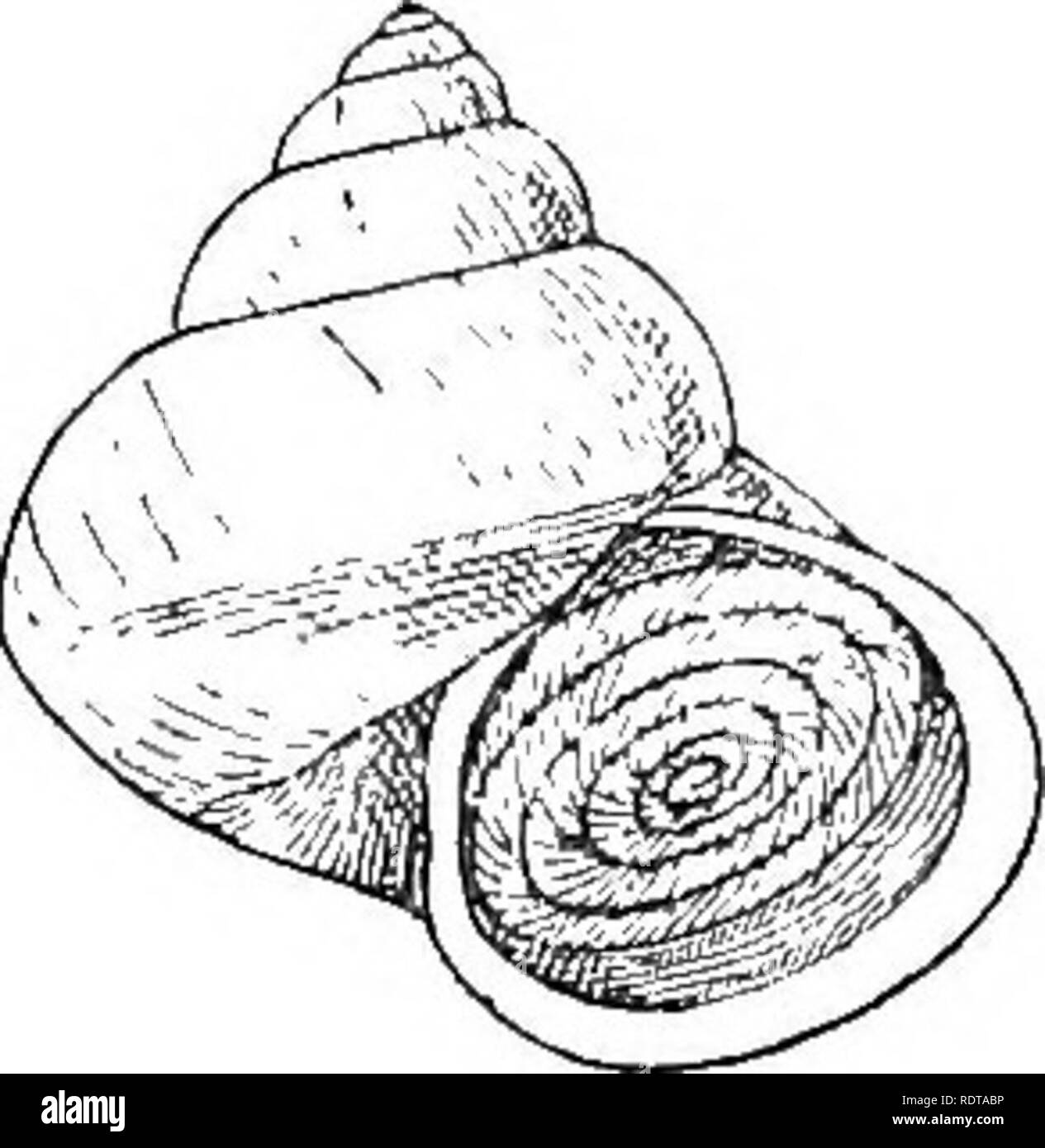 . Mollusca ... Mollusks. LBPTOPOMA. 5 Cyelnstoma maculosa, Souleyet, Revue Zool. iv, 1842, p. 101; Eydoux &amp; Souleyet, Voy. Bonite, ii, 1852, p. 539, pi. 30, figs. 38-. 41. Dermatocera maculosa, Adams, Gen. Rec. Moll, ii, 1865, p. 282; Pfeiffer, Mou. Pneum. Suppl. 1, 1858, p. 78. Cyclostoma azaolanum. Jay, Cat. Shells, Ed. 4,1850, p. 254. &quot; T. perforata, globoso-conica, tenuis, concentrice confertissime lineata, diaphana, albida, saepe castaneo punctata et strigato- maculata; spira conica, acuta; anfr. 5| couvexi, ultimus superne carinis nonnullis obsoletis, ad peripheriam carina 1 val Stock Photo