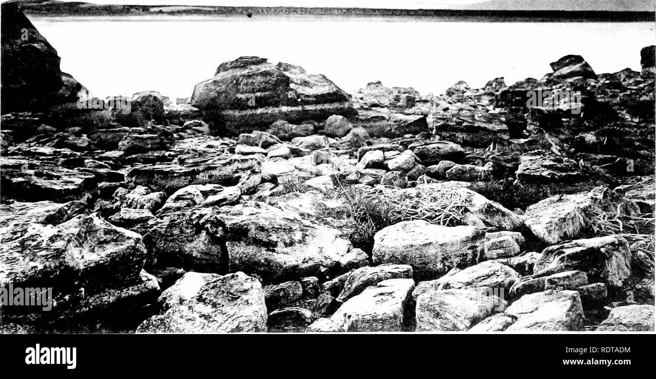 . The Salton Sea; a study of the geography, the geology, the floristics, and the ecology of a desert basin. . A. Islands and Clay Bars emerging on southwestern Shore of Salton Lake, October 1912. The sterilized areas are being first occupied by Spirostachys, Suaeda, and Sesuvium. Larger islands out in the lake to left. B. Spirostachys occidentalis established near a Cormorant's Nest on small island near western shore of Salton Lake. Photographed October 1912.. Please note that these images are extracted from scanned page images that may have been digitally enhanced for readability - coloration Stock Photo