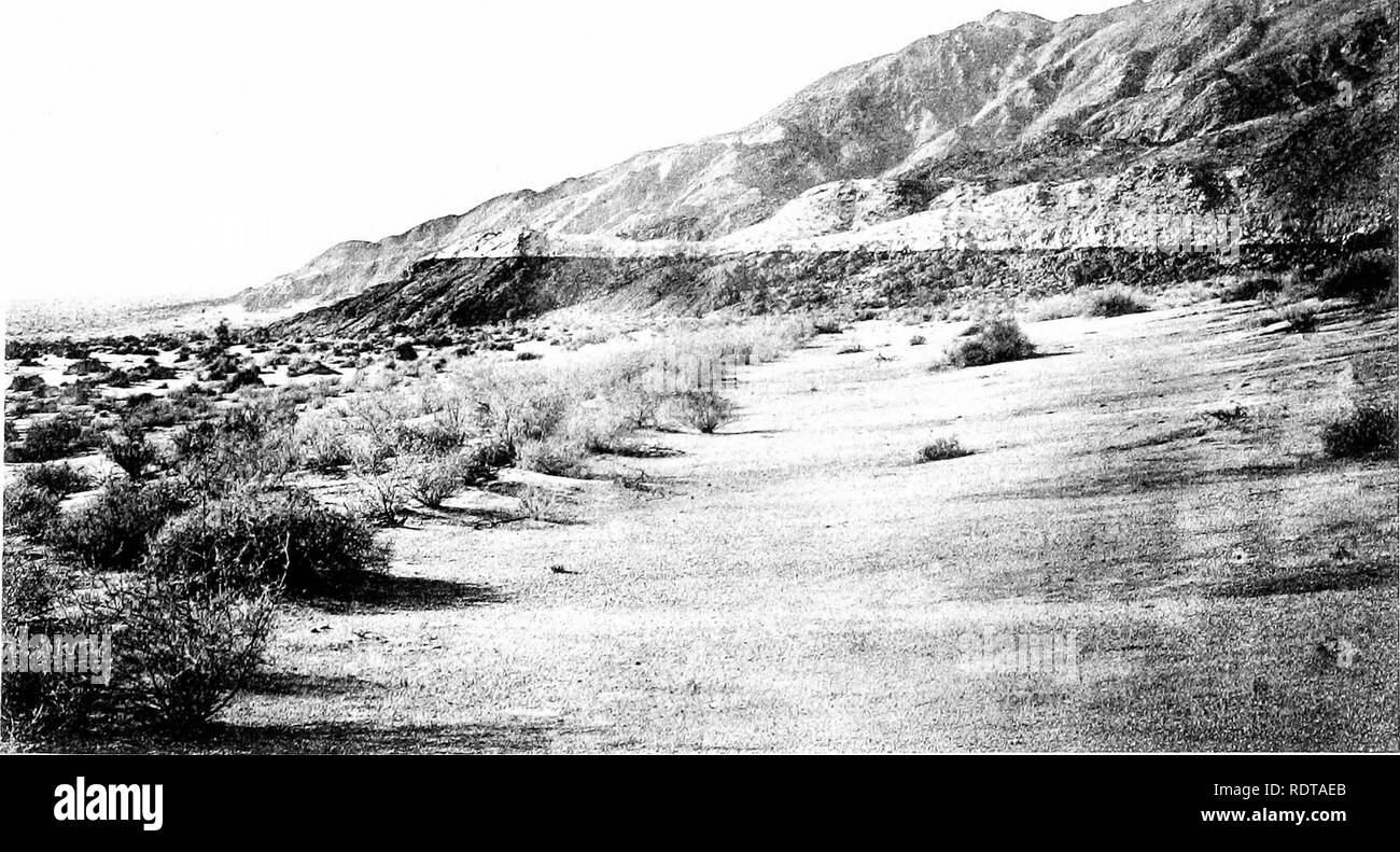 . The Salton Sea; a study of the geography, the geology, the floristics, and the ecology of a desert basin. . A. Prosopis pubescens at upper margin of Strand of 1907, west bay of Obsidian Island. Fruits of Cucurbita palmata matured from introductions by flotation are also seen. November 1908. B. Rank of Vegetation including Atriplex canescens, Coldenia palmen, Fransena dumosa, Hymenochloa salsola, Paro- sela emoryi, and Petalonyx thurberi on ancient strands below sea-level near Travertine Rock. Line of Erosion of high beach level of Blake Sea on Rocks in distance.. Please note that these image Stock Photo