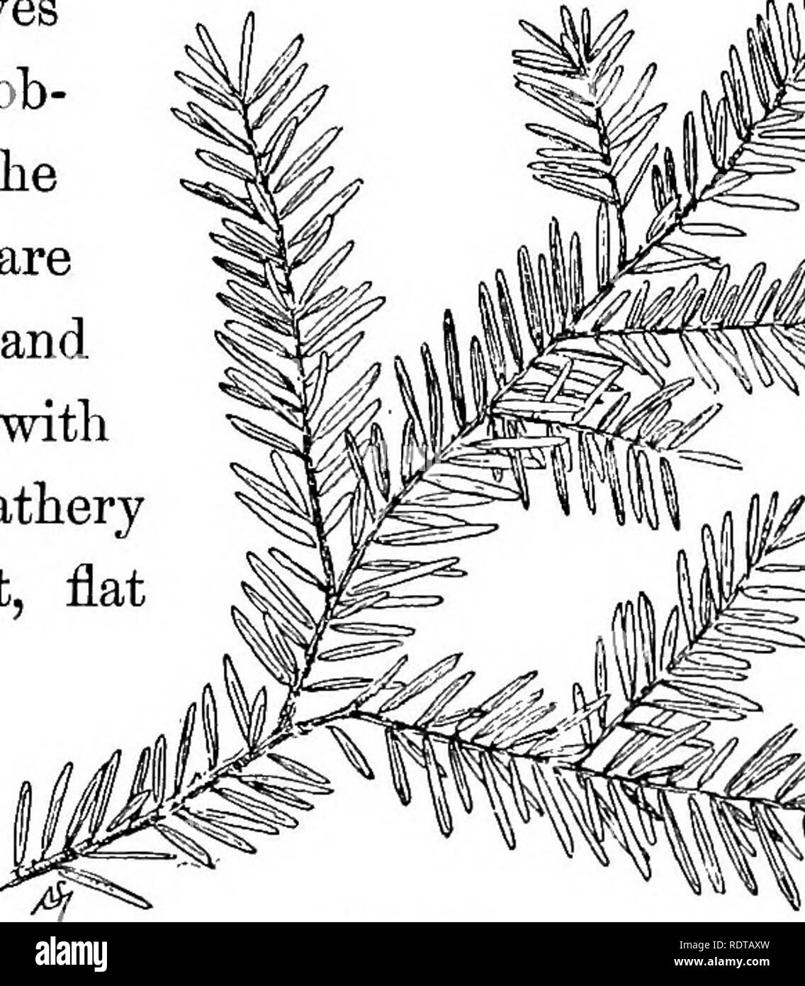 . Familiar trees and their leaves . Trees. CHAPTEE XXII. V. Evergreen Leaves. 2. With short, flat, blunt needles, or with soft needles. THE HEMLOCK, FIR, AND LARCH. Hemlock. Theee is no more graceful and orna- Tsuga Canadensis, mental evergreen tree than the hem- lock when it grows in the open, where it receives the full benefit of unob- structed sunlight. The boughs of this tree are plumelike, drooping, and spread out laterally with an appearance of feathery lightness. Its blunt, flat needles, about half an inch long, are the most lustrous dark green imag- inable, with a delicate whitish tint Stock Photo