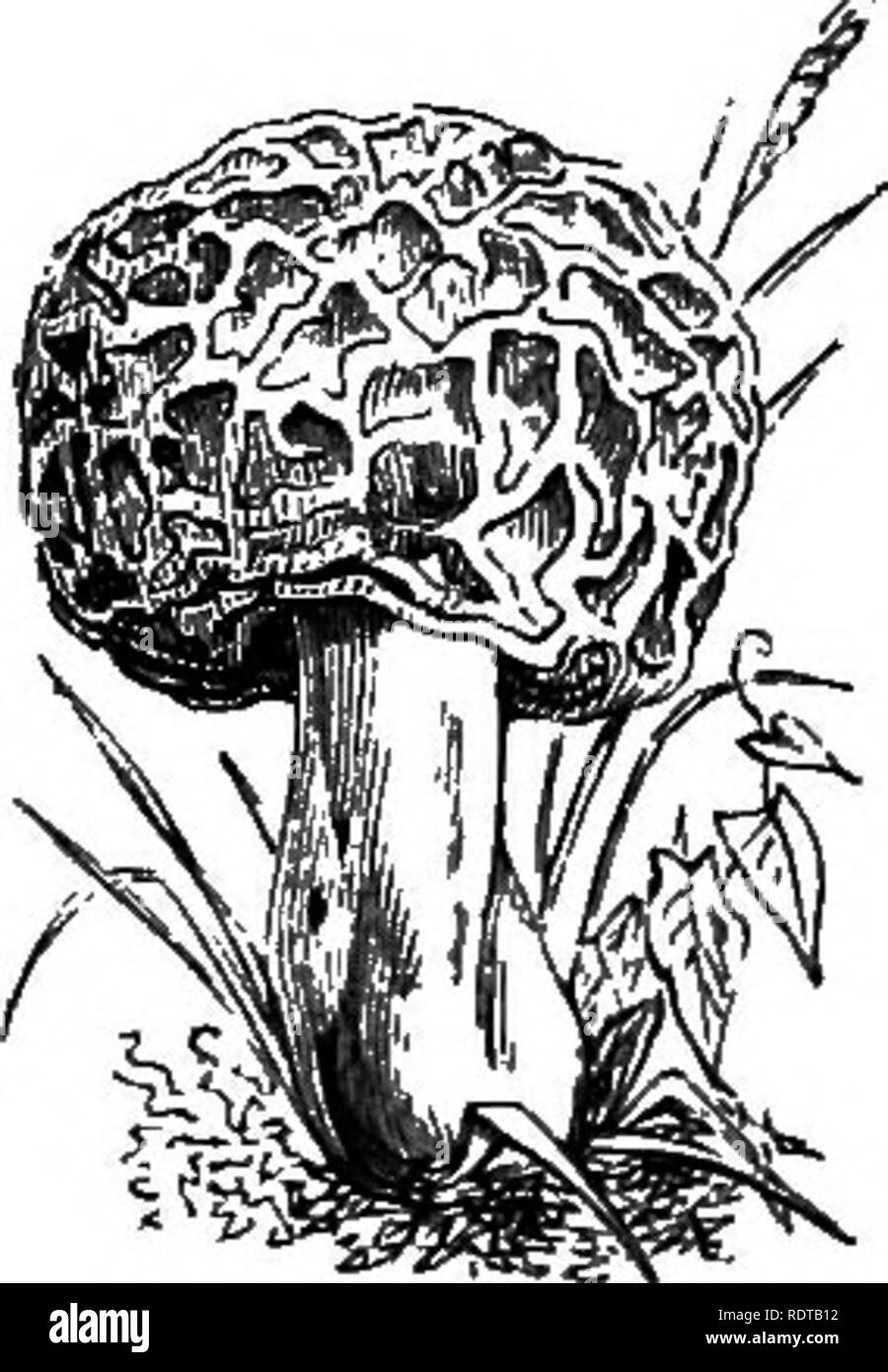 . My garden, its plan and culture together with a general description of its geology, botany, and natural history. Gardening. Fig, 835 a.—Ergot of Rye. Fig, 836.—Agaricus fascicularis. Fig. 837.—Morel. I had a confession that he had not, and I earnestly warned him not to recommend persons ignorant of their nature to partake of them. I go much further, and state that cheese infested with fungus is not desirable, and that food, whether animal or vegetal, with fungus upon it, especially when cholera is prevalent, should never be eaten. In the Fern-house the Phallus impudiciis (fig. 840) grows, an Stock Photo
