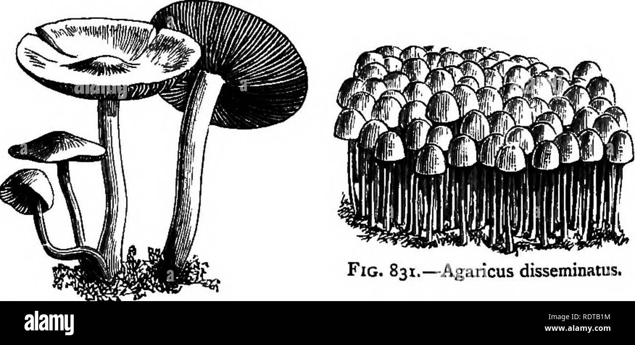 . My garden, its plan and culture together with a general description of its geology, botany, and natural history. Gardening. Fig. 830.—Lycogala epidendrum Spores X 700 diam.).. Fig. 831.—Agaricus disseminatus. Fig. «3oa.—Agaricus CandoUianus. the C. atramentarius (fig. 851a:), and the Trametes gibbosa, with the Agaricus spadiceus, and the rare Agaricus Candollianus (fig. 830a;), grow upon, or in the neighbourhood of, the root-works. The Agaricus disseminatus (fig. 831), with its little forest of mush-. Please note that these images are extracted from scanned page images that may have been dig Stock Photo