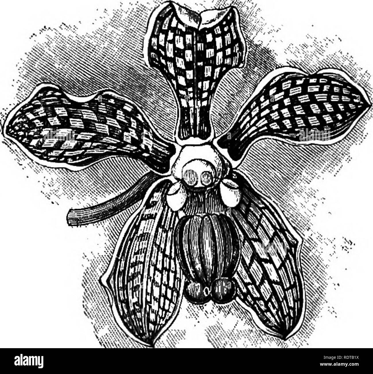 . The orchid-grower's manual, containing descriptions of the best species and varieties of orchidaceous plants in cultivation ... Orchids. VAN DA. 747 form a short pinkisli spur. The flowers, which are very sweet-scented, appear during the summer, and last five or six weeks in beauty. There are several varieties of this plant, one having it darker coloured blue lip than the other, and one having the lip pink.—India: Bengal. Fig.—Sot. Mag., t. 2245 ; Id., t. 3-tlG (var. unicolor') ; Bik. Reg., t. 506 ; Flore cle.^ Serves, ii. t. 2 ; Id., t. 641, f. 2 ; Pa-uioii, Maij. Bot., vii. p. 265, with ta Stock Photo
