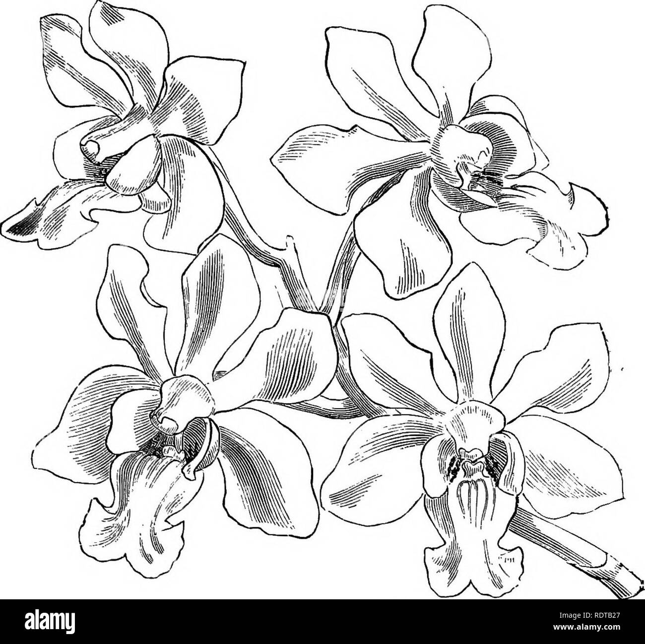 . The orchid-grower's manual, containing descriptions of the best species and varieties of orchidaceous plants in cultivation ... Orchids. VANDA. 743 the apex, emarginate, with the lobes nearly equal. The racemes are axillary, about half the length of the leaves, bearing showy flowers 3 inches across, with oblong obovate blunt-ended sepals and petals of a rich golden-yellow freely and irregularly marked with rich cinnamon-brown blotches; and a white fleshy lip, which is small incurved channelled dolabriform, with short rounded basal auricles. It blooms in tlie spring months, and continues a lo Stock Photo