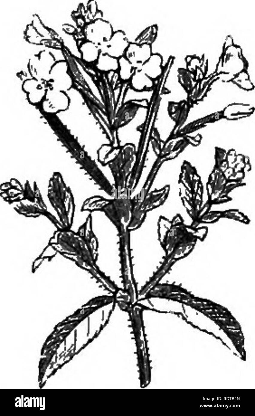 . My garden, its plan and culture together with a general description of its geology, botany, and natural history. Gardening. Fig. 779-—Sagittaria sagittifolia. Fig. 780.—Alisma Plantago. Fig. 781.—Epilobium hirsutum. Along the whole of the banks of our river the Epilobium hirsutum fig- 781) grows as plentifully as we will permit it. This is another of those various plants that make the banks of the Thames more beautiful than any cultivated flower-garden. It does not grow so fine in my garden as it does on the banks of larger rivers, but looks rather straggling and weedy; nevertheless a plant  Stock Photo