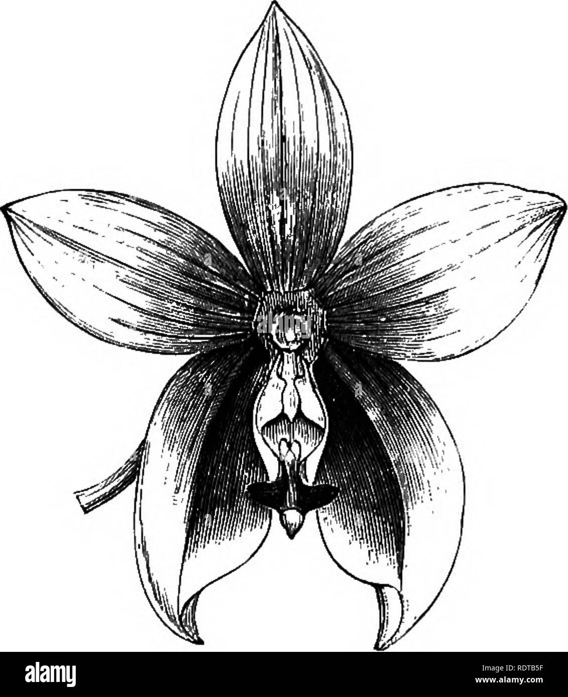 . The orchid-grower's manual, containing descriptions of the best species and varieties of orchidaceous plants in cultivation ... Orchids. PHYSURUS. 675 on which, as far as wo have seen, one or two flowers only open at a time. The flowers measure each about 2 inches in diameter; the lower portions of the sepals and petals and the lip are a rich rosy-purple with the upper portions yellow. The colouring is quite unique, and the flowers, which are deliciously scented, are produced during the summer months. There are several fine varieties distin- guished by names.—Malay Archipelago. -piQ.—Stel)., Stock Photo