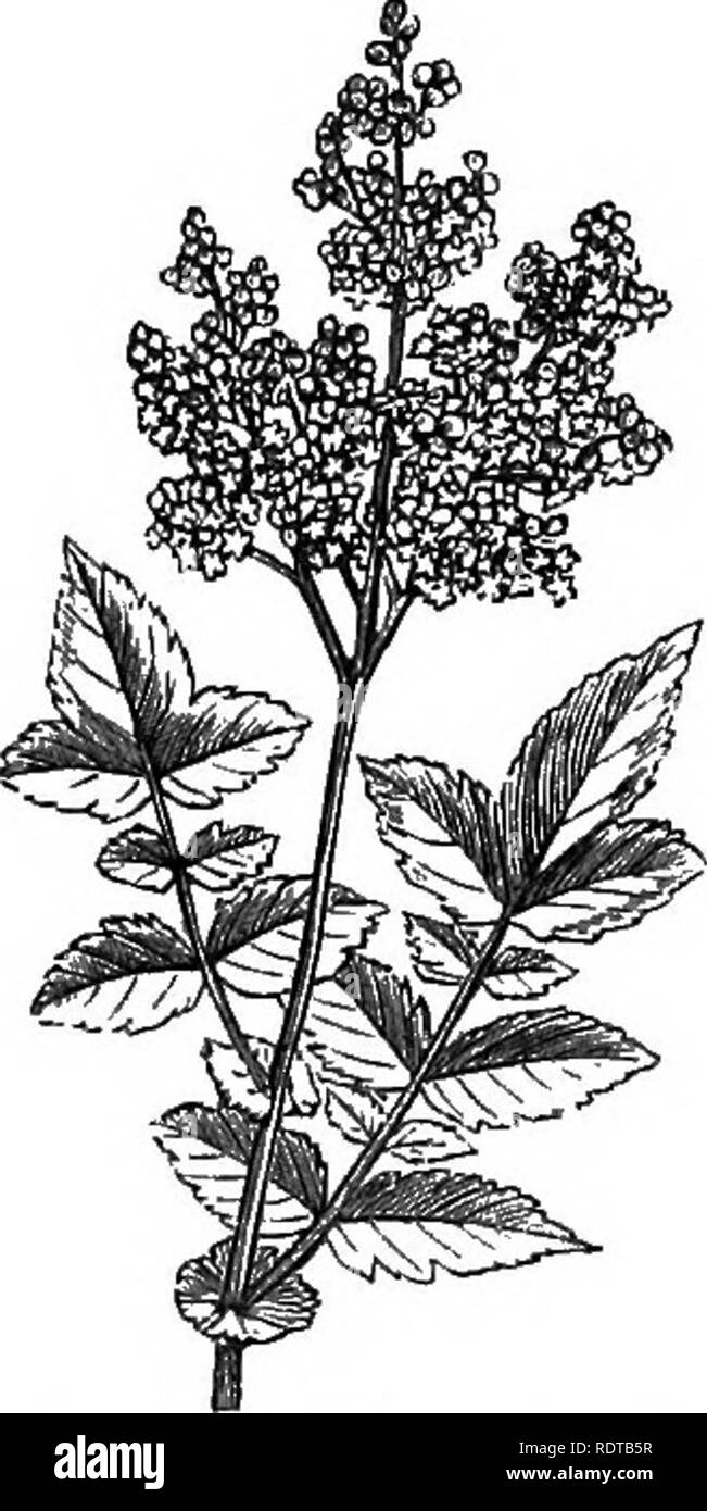 . My garden, its plan and culture together with a general description of its geology, botany, and natural history. Gardening. Fig. 768.'—Chrysanthemum- segetum. Fig. 769.-—Lysimachia nummularia. Fig. 770.—Spirasa ulmaria. During the summer the Moneywort .{Lysimachia nummularia, fig. 769) puts forth blossoms along its creeping stems, making these look as if they were covered with guineas. It is a universal favourite, and may continually be seen hanging down from the window-sills in London, where I always admire it. I have a variety of it, the leaves of which are of a golden colour; when, howeve Stock Photo