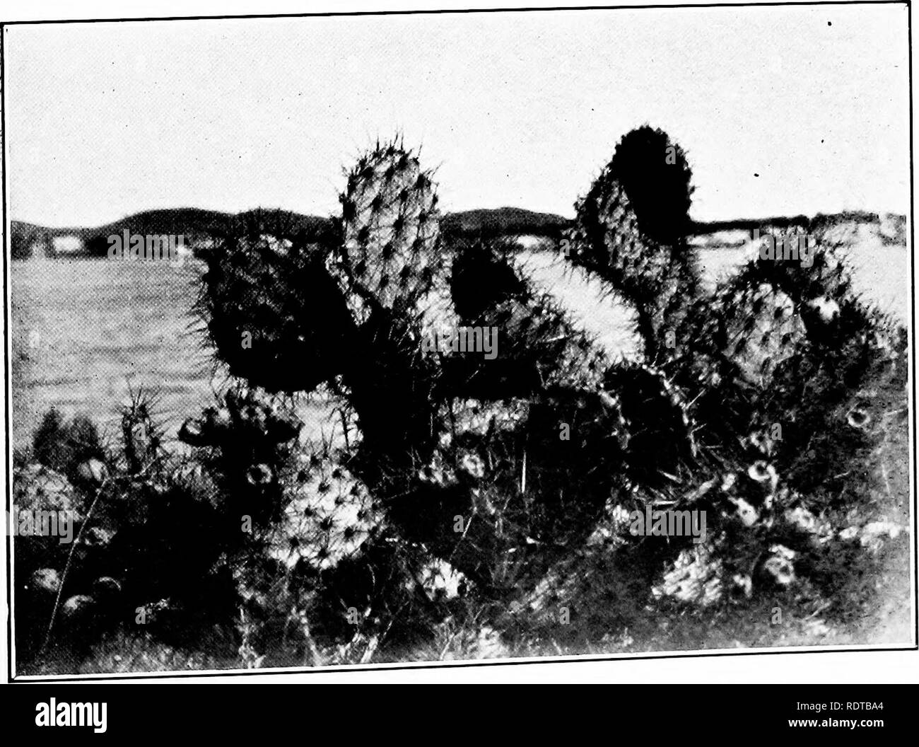 . Report of the Prickly-pear Travelling Commission. 1st November, 1912-30th April, 1914. Prickly pears. Fig. 62.—0. dillenii showing con; siderable destruction of its segments as a result of the &quot; Zone Spot D'isease.&quot; Antigua.. 1 ,- .T nfv; snecies. Thousli growing beside plants of Fig. 63.-An Opuntia winch Dr. N.Bvtton regards as -; l- ^^^^^,,^^, ,r..^e.i.A by ,t. Ant,gua. 0. dilknU attacked by the &quot;Zone Spot (Figs. 61, 6,), this sixc. Please note that these images are extracted from scanned page images that may have been digitally enhanced for readability - coloration and ap Stock Photo