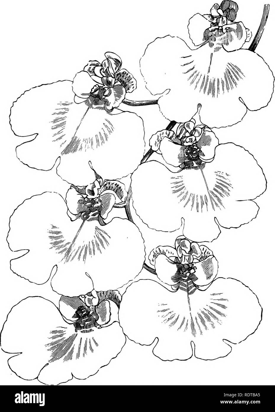 . The orchid-grower's manual, containing descriptions of the best species and varieties of orchidaceous plants in cultivation ... Orchids. ONCIDIUM VARICOSUM ROGERSII. (From the Gardeners' Chronicle.'). Please note that these images are extracted from scanned page images that may have been digitally enhanced for readability - coloration and appearance of these illustrations may not perfectly resemble the original work.. Williams, Benjamin Samuel, 1822-1890; Williams, Henry. London, Victoria and Paradise nurseries Stock Photo