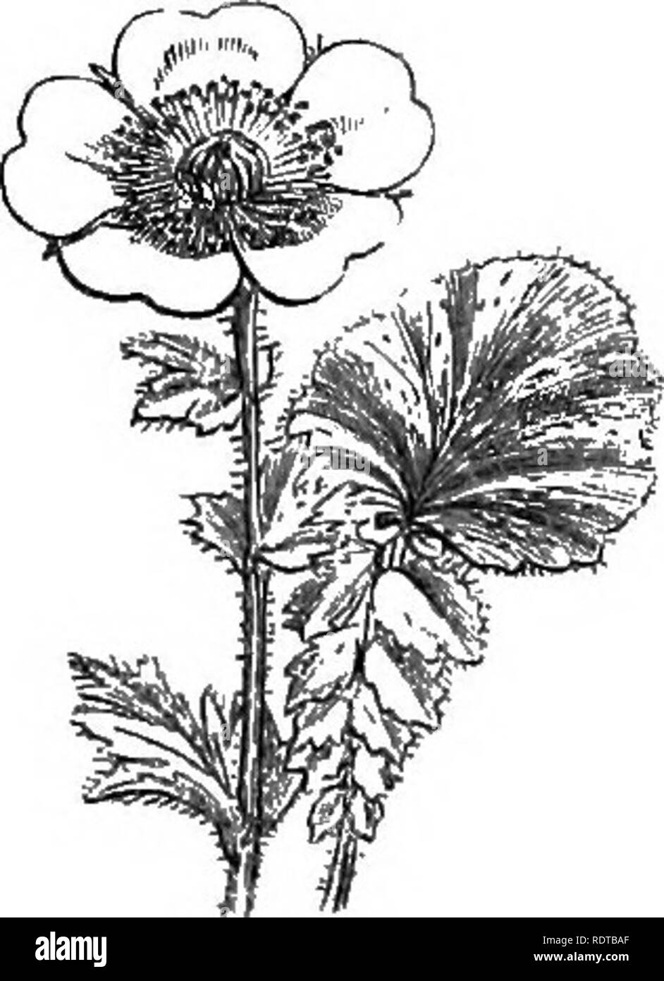 . My garden, its plan and culture together with a general description of its geology, botany, and natural history. Gardening. Fig. 731 rt.—Soldanella alpina. Fig. 732.—French Everlasting. Fig. 733.—Geum montanum. The Lton's-paw Cudweed [Gnaphalium leontopodiii-.n, fig. 742«) is a perennial species which grows at a considerable altitude on the Alps. It is completely covered with white silky cotton. It is said that in some parts of the Continent young ladies, on their betrothal, always expect to receive, as one of their earliest presents, flowers of this plant, as a proof of the activity of the  Stock Photo
