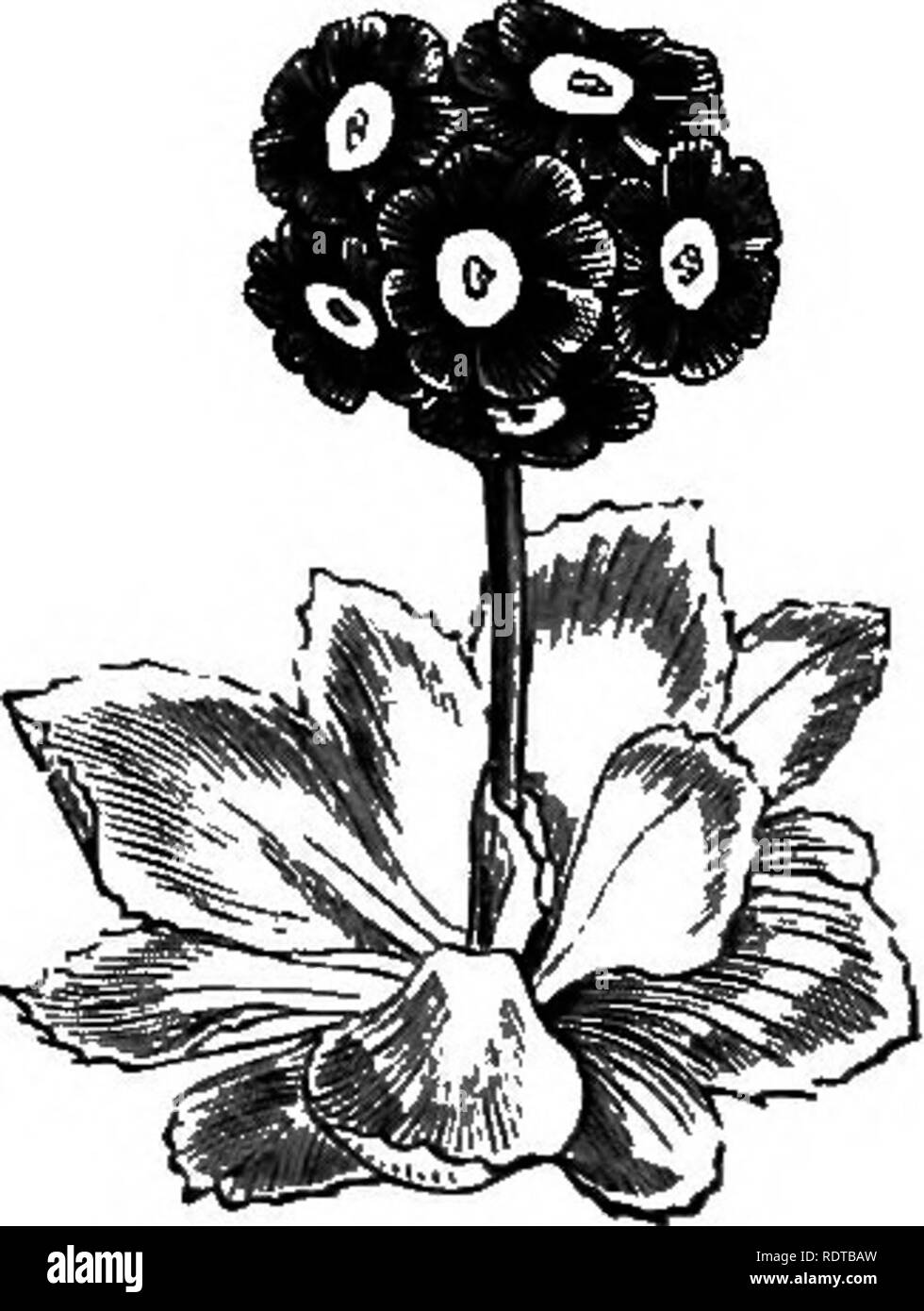 . My garden, its plan and culture together with a general description of its geology, botany, and natural history. Gardening. Fig. 730.—p. villosa. Fig. 731.—P. auricula. Fig. 729.—Primula cortusoides. Another species (fig. 730), the name of which has been determined to be the Primula villosa, does well. I found it in quantity in the month of May on the Italian side of the St. Gothard Pass, lighting. Please note that these images are extracted from scanned page images that may have been digitally enhanced for readability - coloration and appearance of these illustrations may not perfectly rese Stock Photo