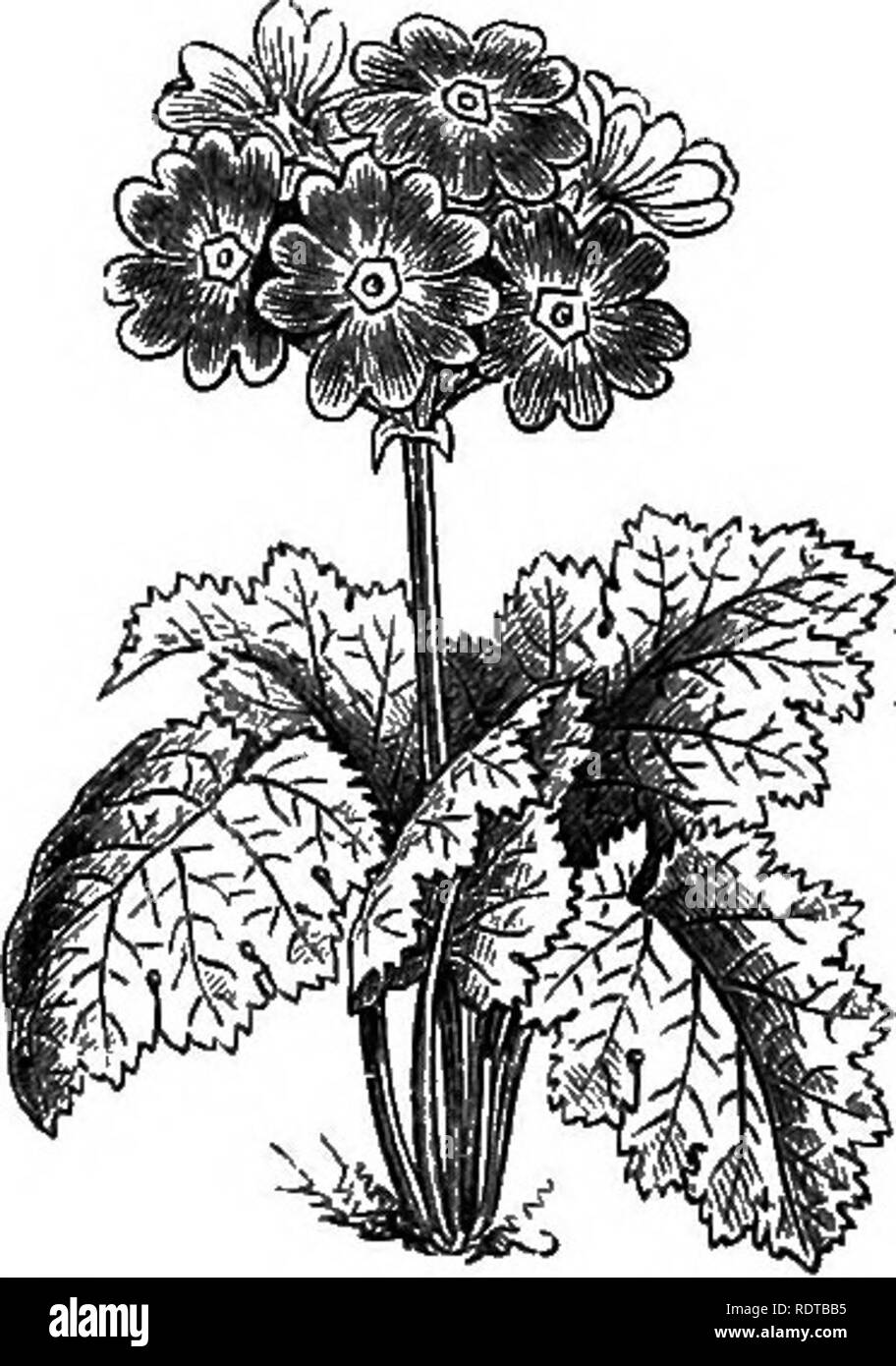 . My garden, its plan and culture together with a general description of its geology, botany, and natural history. Gardening. Fig. 728.—^Abyssinian Primrose* The Primulas are an extensive genus of plants, of which we grow several species. I have tried Primula denticulata, but it has not lived out of doors. I have also tried the Abyssinian Primrose (fig. 728), but with what success I cannot as yet tell. The beautiful P. amcena cortusoides (fig. 729) likewise does not thrive well with me.. Please note that these images are extracted from scanned page images that may have been digitally enhanced  Stock Photo