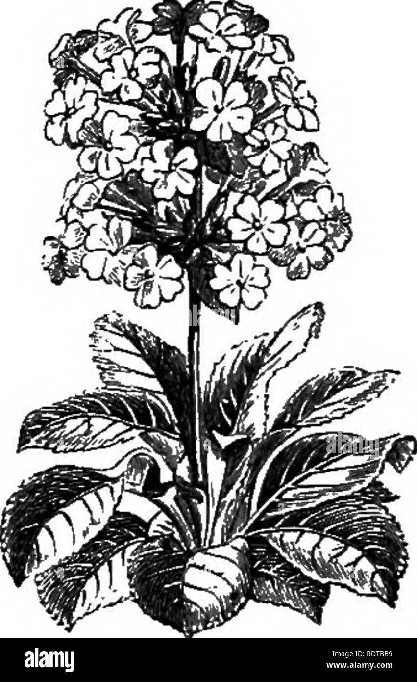 . My garden, its plan and culture together with a general description of its geology, botany, and natural history. Gardening. Fig. 726.—C. rotundifolta. Fig. 727.—C hirsuta.. Fig. 728.—^Abyssinian Primrose* The Primulas are an extensive genus of plants, of which we grow several species. I have tried Primula denticulata, but it has not lived out of doors. I have also tried the Abyssinian Primrose (fig. 728), but with what success I cannot as yet tell. The beautiful P. amcena cortusoides (fig. 729) likewise does not thrive well with me.. Please note that these images are extracted from scanned p Stock Photo