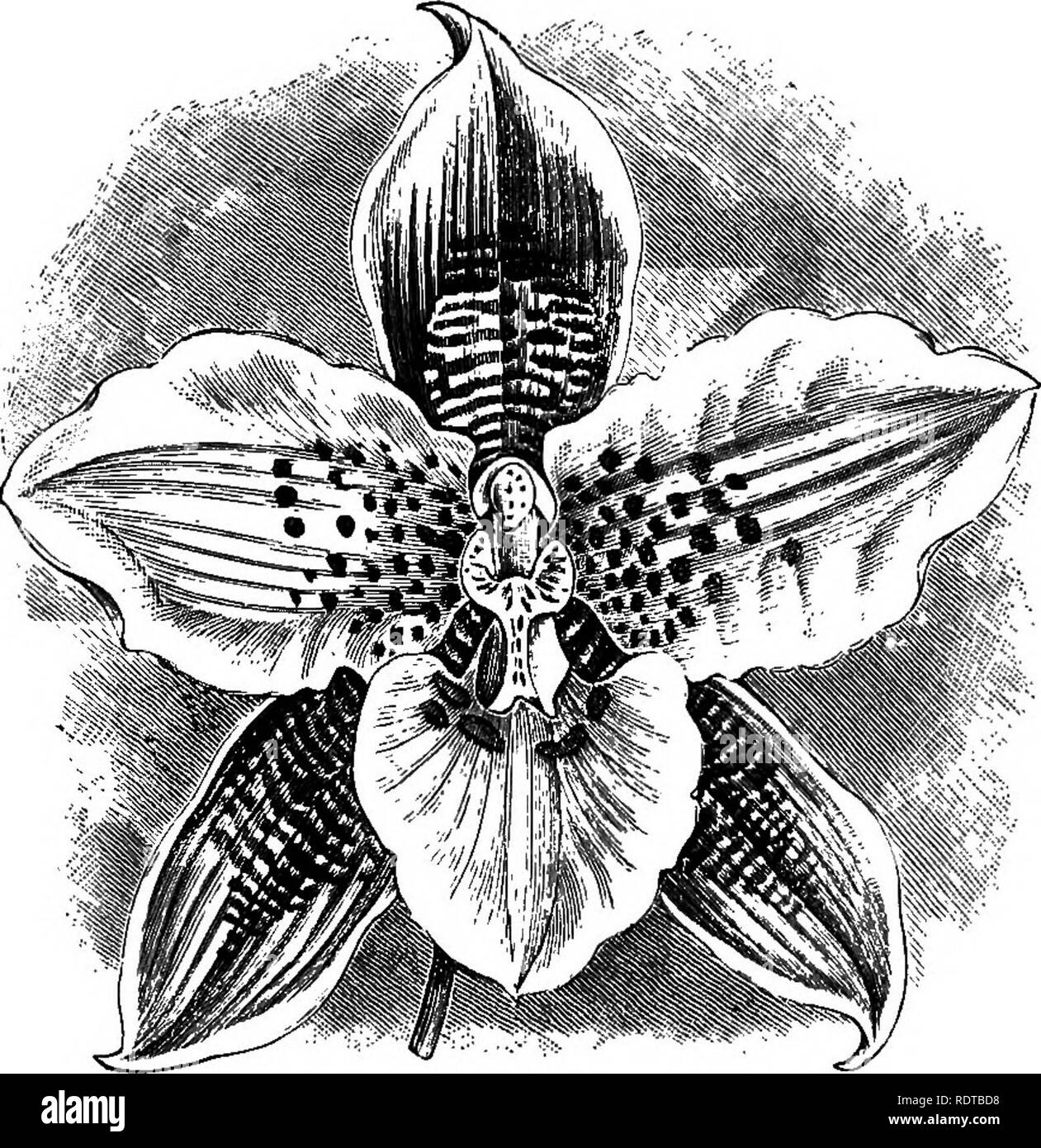 . The orchid-grower's manual, containing descriptions of the best species and varieties of orchidaceous plants in cultivation ... Orchids. 594 oechid-geower's manual. blossoms during the autumn months, and continues flowering for a long time.â Guatemala. Fig.â Warner, 8el. OrcJi. PL, iii. t. 17; Batem.. Mon. Odont., t. 2; Lindenia, iii. t. 122 ; Veitch's Man. Orck. PL, i. p. 69 ; Orchid Albwm, ix. t. 417. O. URO-SKINNERI ALBUM, Qower.âA lovely variety with a pure white lip, was exhibited by Major-General E. S. Berkeley before the Eoyal Horticultural Society on October 10th, 1893, when it recei Stock Photo