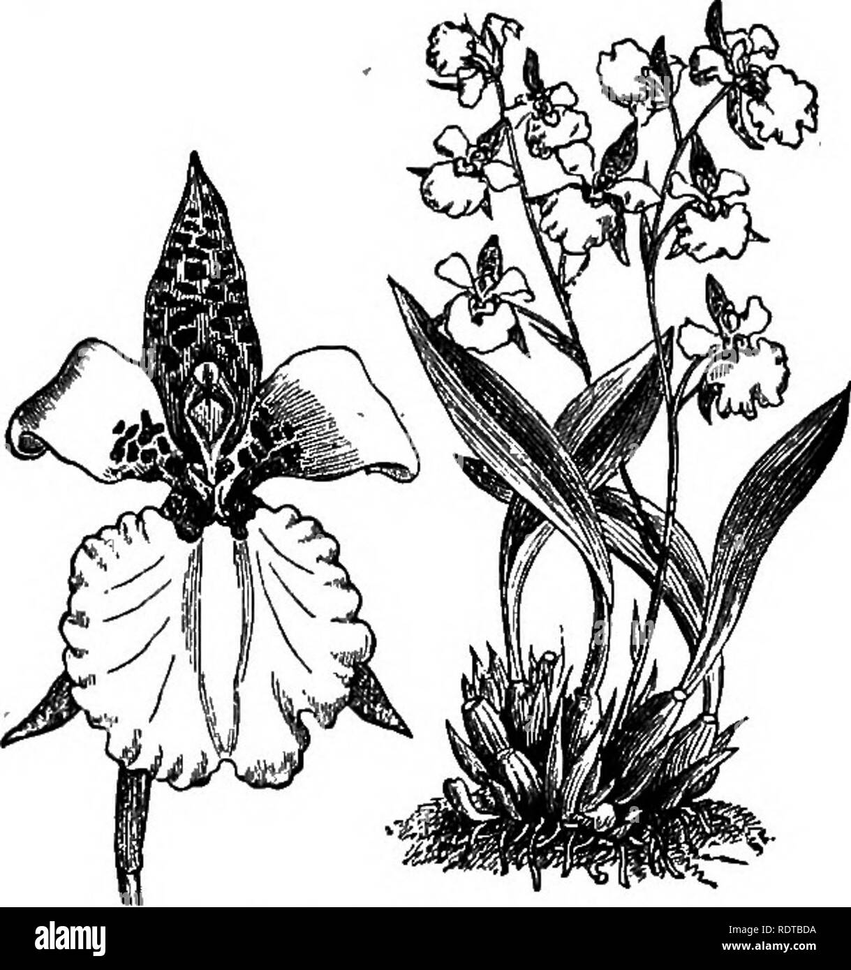 . The orchid-grower's manual, containing descriptions of the best species and varieties of orchidaceous plants in cultivation ... Orchids. ODONTOGLOSSUM. 589 flowers it produces during winter. It is dwarf-growing, with linear-lanceolate papery leaves, and an inflorescence consisting of a branching panicle bearing upwards of a hundred flowers. The sepals and petals are lanceolate acute, orange-red tinged with yellow; the lip oblong retuse, bi-lamellate at the base, in some varieties yellow, and in others of the same colour as the sepals and petals. It is very rare.âEcuador. â &quot;â .''â â â ; Stock Photo