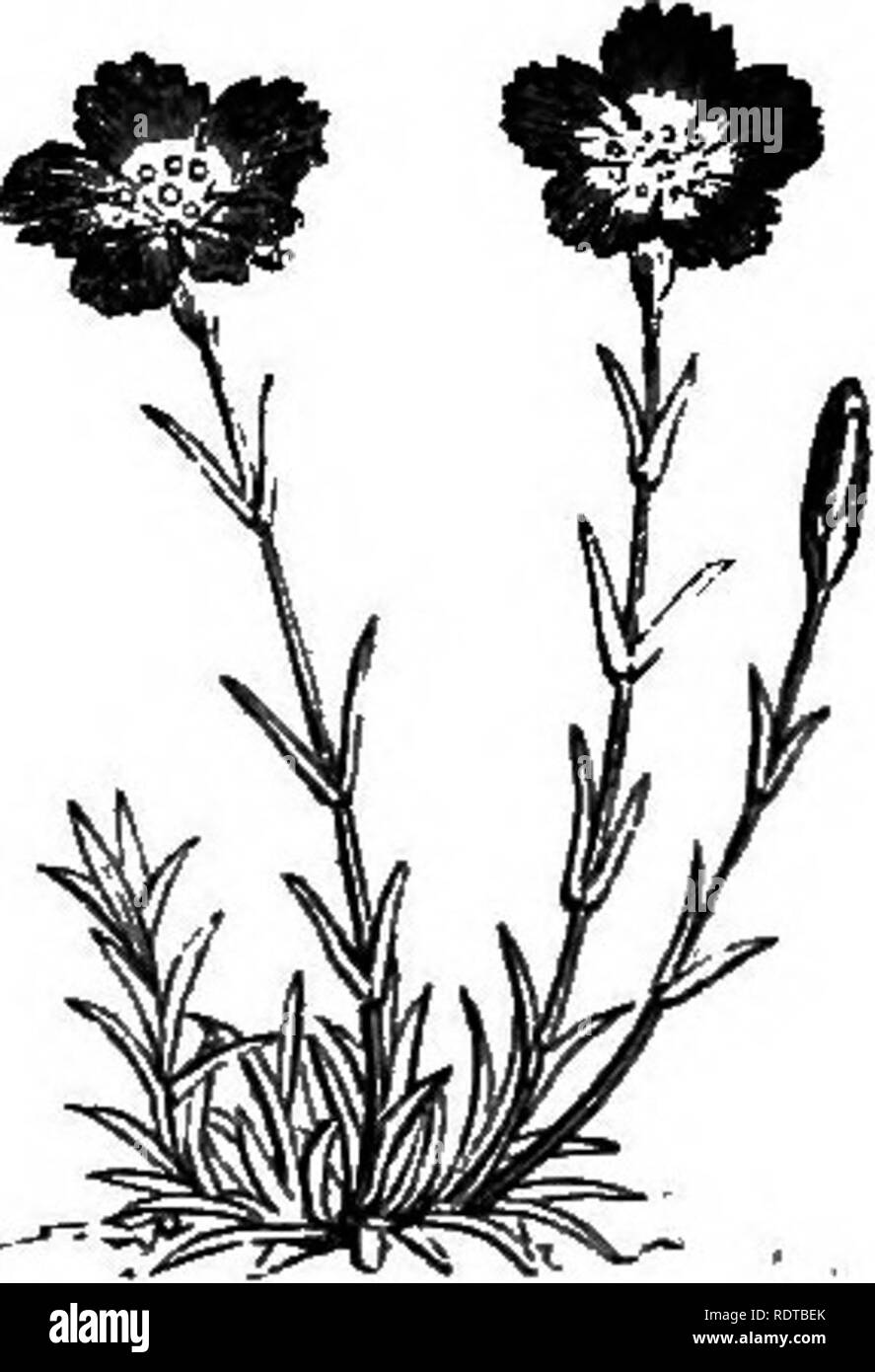 . My garden, its plan and culture together with a general description of its geology, botany, and natural history. Gardening. Fig. 709.—Dianthus chinensis. Fig. 710.—D. fragrans. Fig. 710 a.—Dianthus caesius. D. chinensis (fig. 709) is a charming plant: D. fragrans (fig. 710) is also very beautiful. D. ccesius, or the Cheddar Pink (fig. 7iOfl), is interesting. The Statice latifolia (fig. 711) is a very desirable plant for the alpinery; it is a native of Siberia, and flowers late in summer and in autumn. It has branching panicles, with innumerable small lavender blossoms, and is a fine, handsom Stock Photo