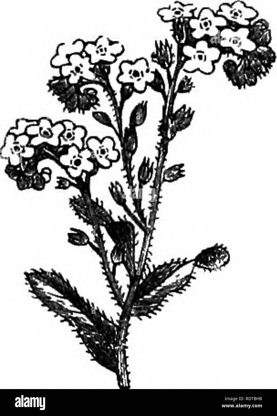 . My garden, its plan and culture together with a general description of its geology, botany, and natural history. Gardening. Fig. 693.—Myosotis dissitiflora. Fig. 694.—M. rupicola. Fig. 695. —Veronica maritima. We grow many Speedwells (Veronica). The lovely V. Ckamczdrys grows wild with us. The V. maritima (fig. 695) is an elegant plant, and lasts in blossom a long time. V repens (fig. 696) is well adapted for the rock-work. We grow also V. aphylla, V. amcena, V. Candida, V. nummularia, V. saxatilis, V. spicata, V. Teucriiim, V. rupestre, V. virginica, and other species.. Please note that the Stock Photo