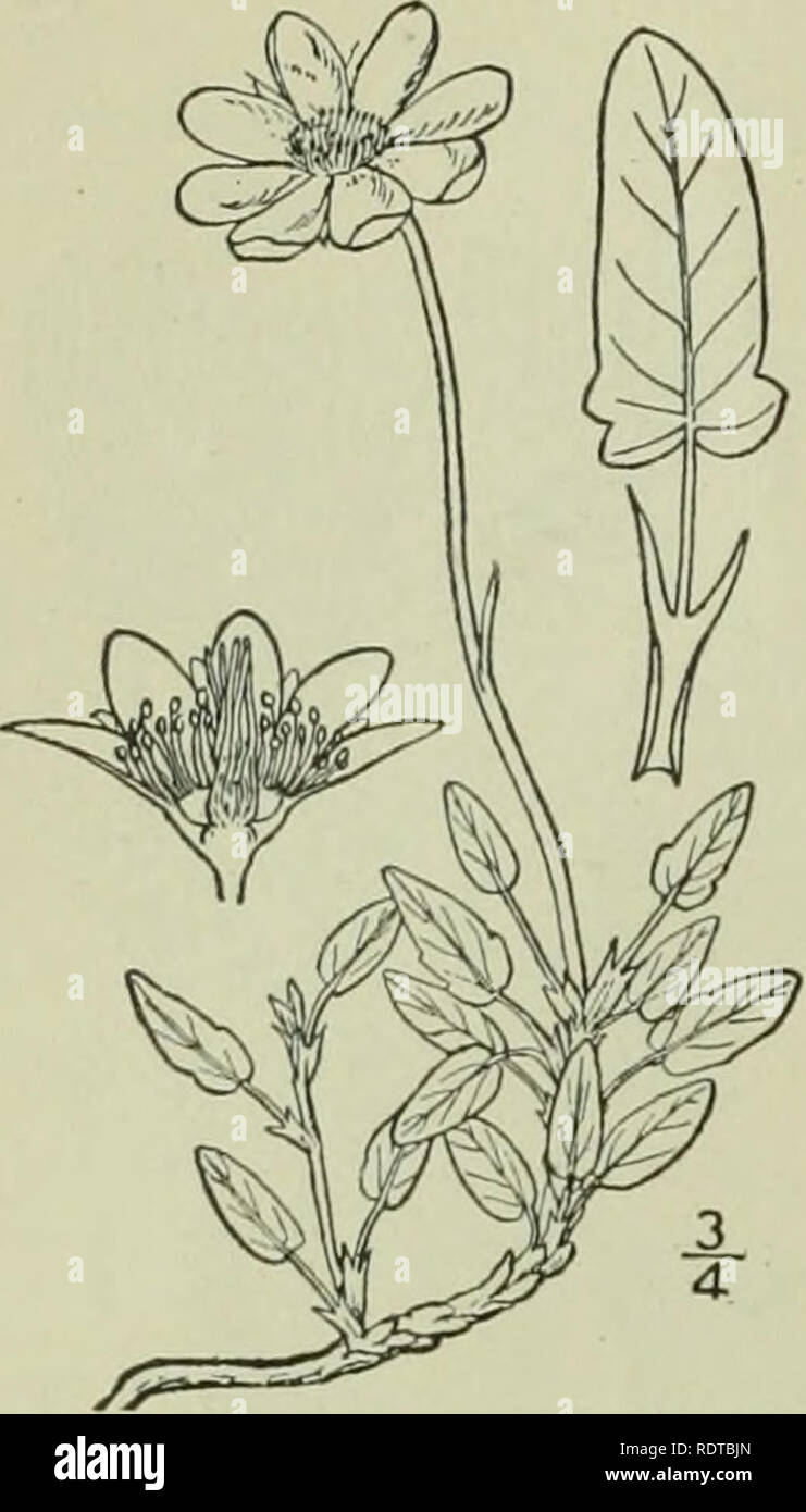 . An illustrated flora of the northern United States, Canada and the British possessions : from Newfoundland to the parallel of the southern boundary of Virginia and from the Atlantic Ocean westward to the 102nd meridian. Botany. Dryas integrifolia Vahl. Entire-leaved Moun- tain Avens. Fig. 2285. Dryas integrifolia Vahl, Act. Havn. 4: Part Dryas leiiella Pursh, Fl. Am. Sept. 350. 18 1798. Similar to the preceding species, but the leaves are ovate or ovate-lanceolate, obtuse and often subcordate at the base, obtusish at the apex, entire or with i or 2 teeth near the base, the margins strongly r Stock Photo