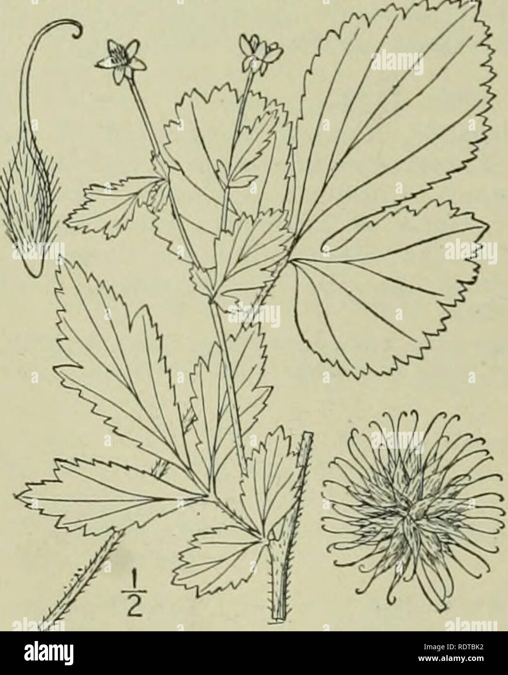 . An illustrated flora of the northern United States, Canada and the British possessions : from Newfoundland to the parallel of the southern boundary of Virginia and from the Atlantic Ocean westward to the 102nd meridian. Botany. ROSACEAE. Vol. II. I. Geum virginianum L. Rough Avens. Ben- net. Herb-bennet. Fig. 2275. Geiiin virginianum L. Sp. PI. 500. 1753. Branched above, rather stout, 2i° high or less. Stem and petioles bristly-pubescent, the stout short peduncles pubescent with reflexed hairs; basal and lower leaves odd-pinnate, the terminal leaflet usually larger than the lateral ones, the Stock Photo