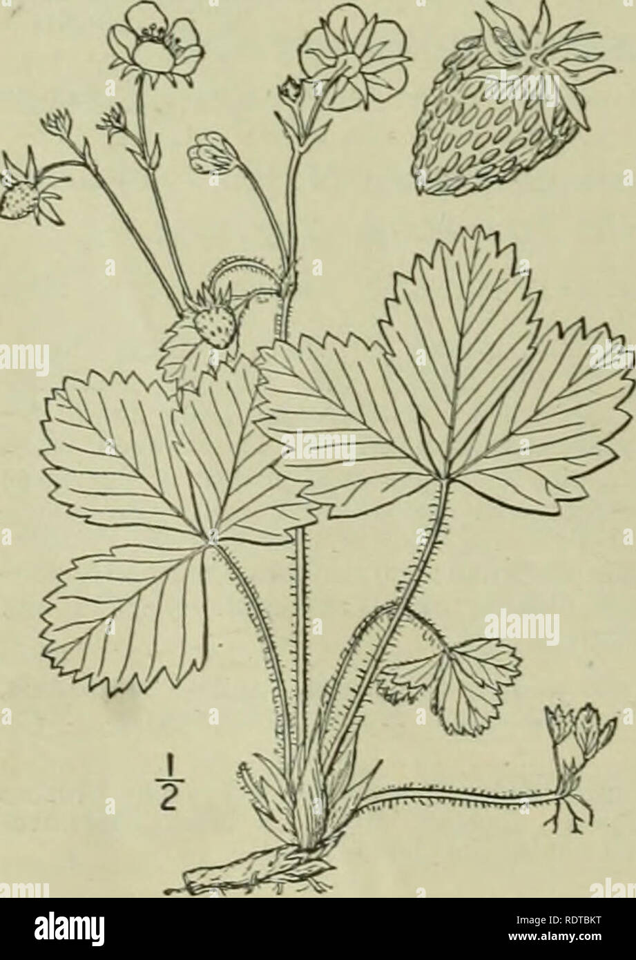 . An illustrated flora of the northern United States, Canada and the British possessions : from Newfoundland to the parallel of the southern boundary of Virginia and from the Atlantic Ocean westward to the 102nd meridian. Botany. In dry soil, Newfoundland to South Dakota, Florida and Oklahoma. Consists of several races. April-June. 4. Fragaria vesca L. European Wood or Hedge Strawberry. Fig. 2255. Fragaria vcsca L. Sp. PI. 494- I753- Stout, tufted, dark-green, generally less vil- lous than the two preceding species. Leaflets ovate or broadly oval, obtuse, dentate, broader but nearly or quite a Stock Photo