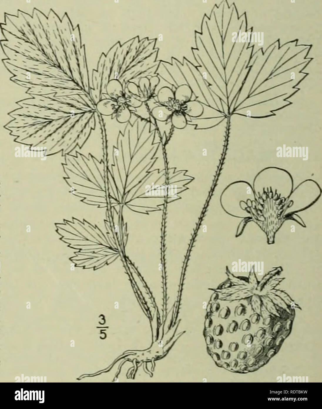 . An illustrated flora of the northern United States, Canada and the British possessions : from Newfoundland to the parallel of the southern boundary of Virginia and from the Atlantic Ocean westward to the 102nd meridian. Botany. ROSACEAE. Vol. II. 2. Fragaria Grayana Vilmorin. Gray's Stra- berry. Fig. 2253. F. Grayana Vilmorin; Gay, Ann. Sci. Nat. IV, 8: 202. 1857. F. virginiana tllinoensis Prince; A. Gray, Man. Ed. 5. 155- 1867. Similar to F. virg, species, but stouter. iana. and perhaps a race of that Leaves firmer in texture; peti- oles densely clothed with spreading or reflexed hairs ;  Stock Photo