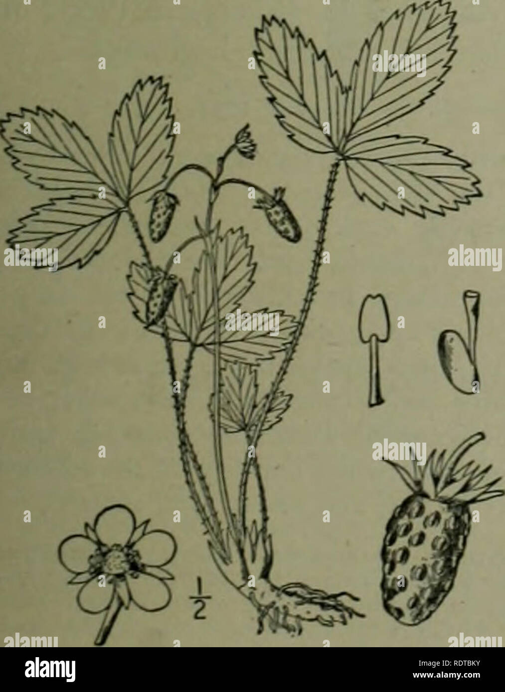 . An illustrated flora of the northern United States, Canada and the British possessions : from Newfoundland to the parallel of the southern boundary of Virginia and from the Atlantic Ocean westward to the 102nd meridian. Botany. obovate, short-clawed. Stamens convex or elongated receptacle, les 00^ minute, dry, crustaceous. Andes of South America. Besides Type species: Fragaria vesca L. 1 the leaves. 1. F. canadensis. 2. F. Grayana. 3. F. virginiana. as or exceeding the leaves. 5. F. americana.. Fragaria canadensis Michx. Xorthern Wild Strawberry. Fig. 2254. Fragaria canadensis Michx. Fl. r.  Stock Photo