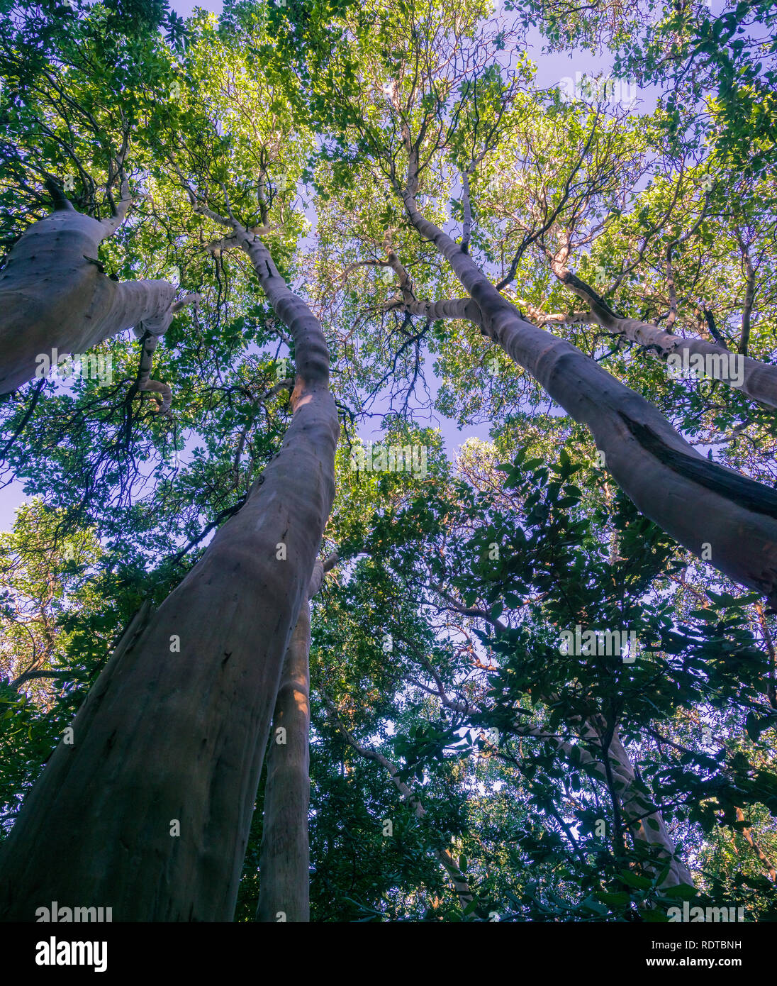 Looking up in a dark Madrone tree forest, Santa Cruz mountains, San