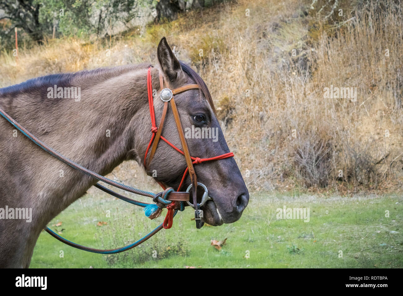 American quarter horse stallion hires stock photography and images Alamy