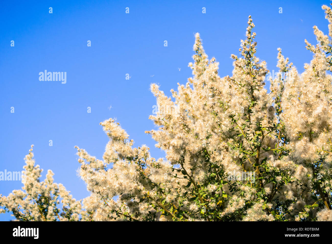 Coyote brush (Baccharis pilularis) seeds flying in the wind, San Francisco bay area, California Stock Photo