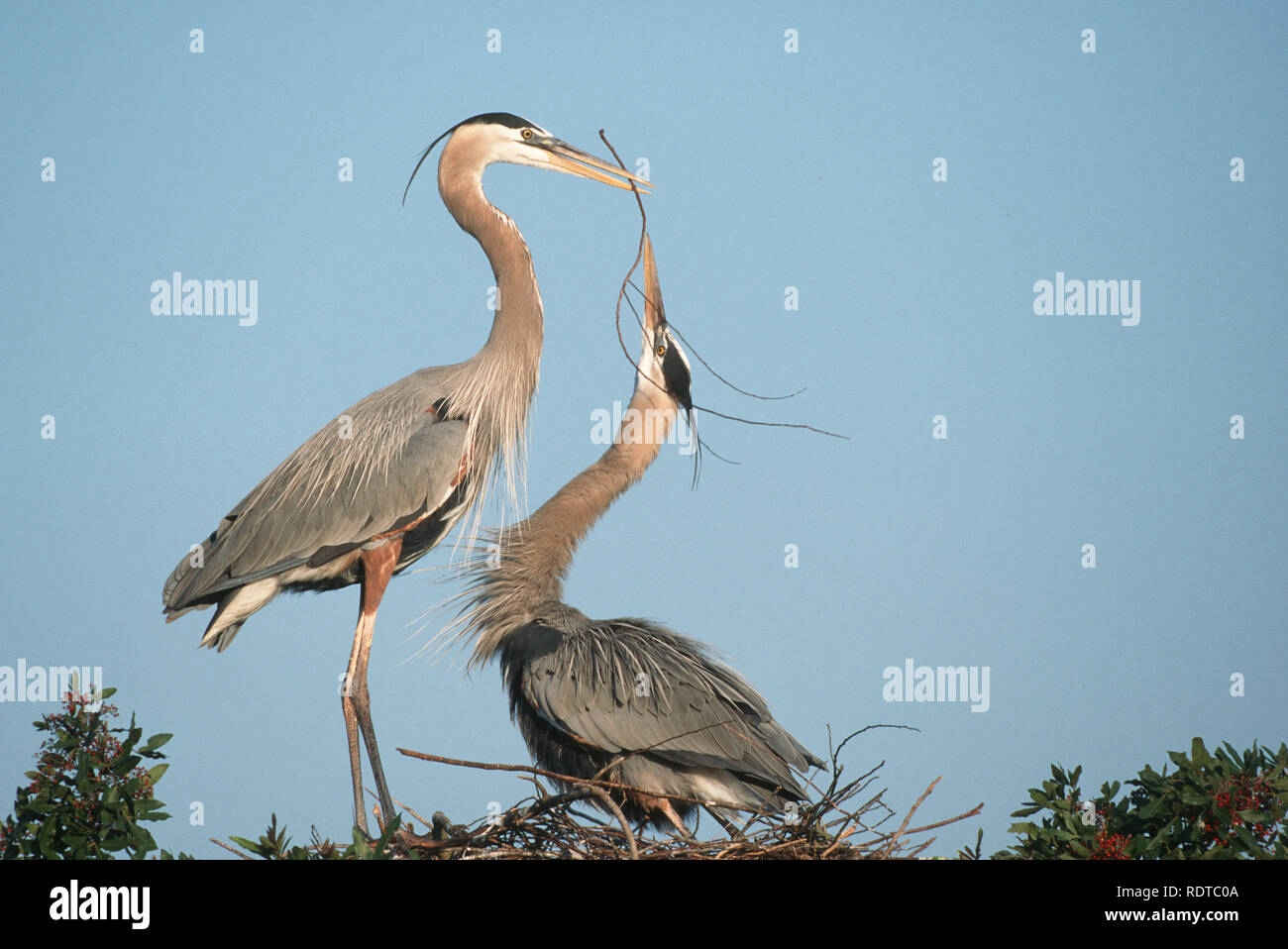 Male and female great blue herons hi-res stock photography and images ...