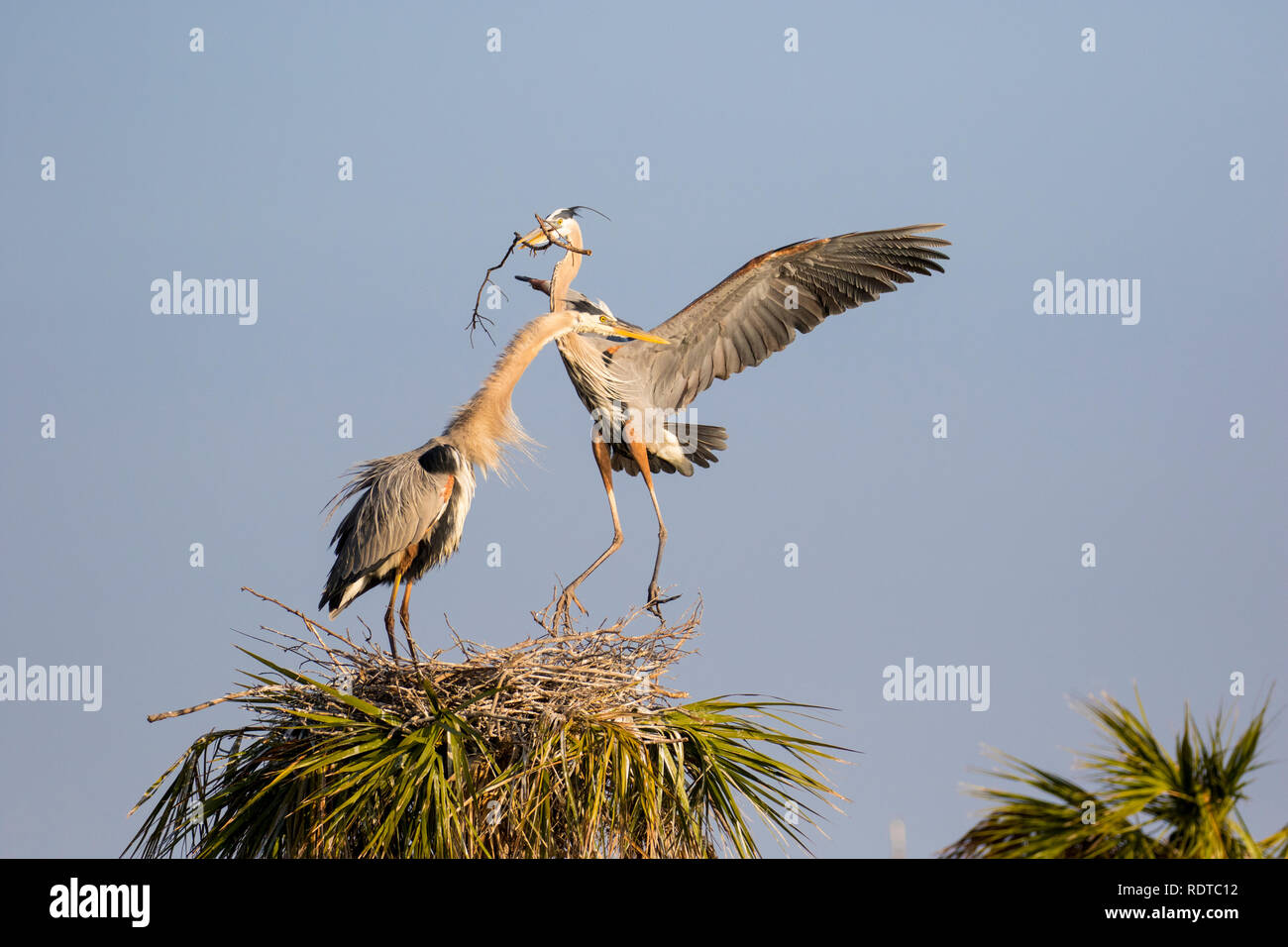 00684-05119 Great Blue Heron (Ardea herodias) male bringing stick to female at nest site.  Viera Wetlands Brevard County FL Stock Photo
